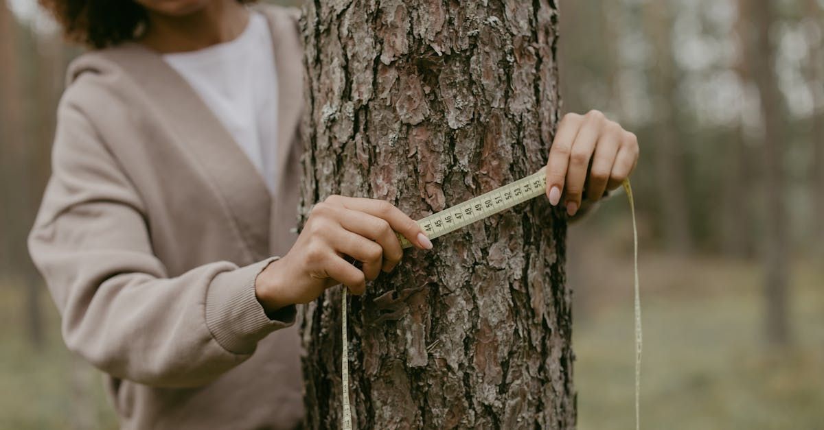 Homeowner measures circumference of tree