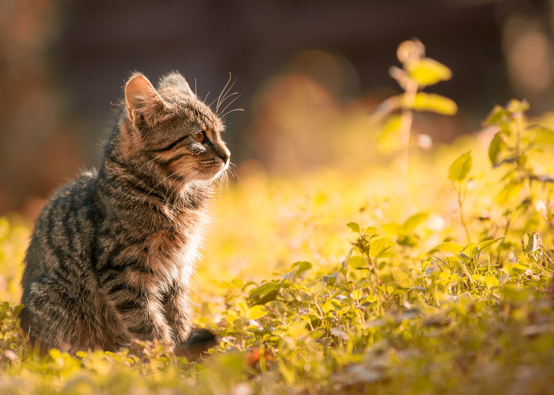 A kitten is sitting in the grass looking up at the sky.