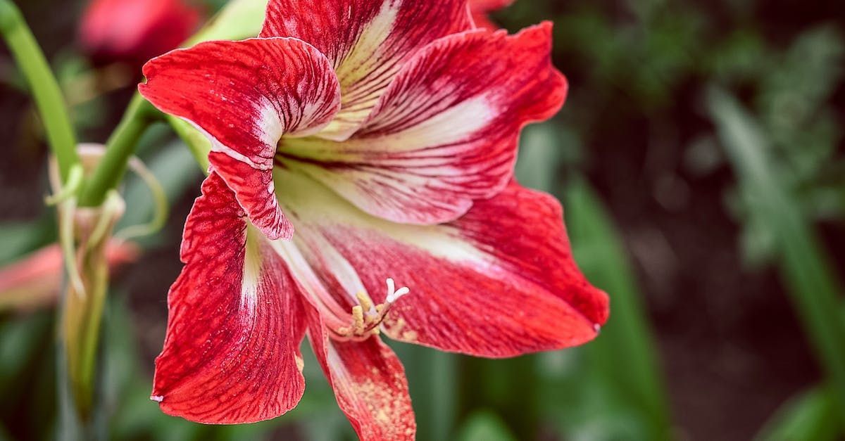 amaryllis