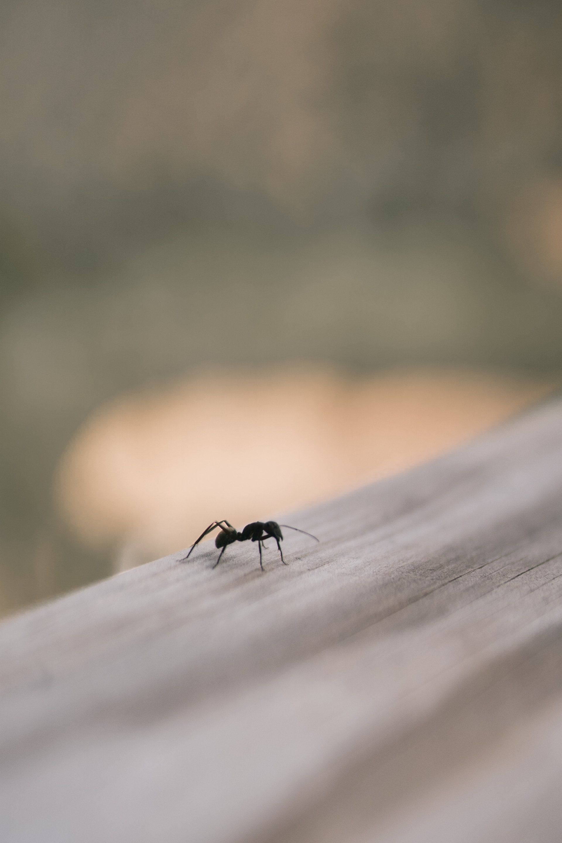 ant on wood railing