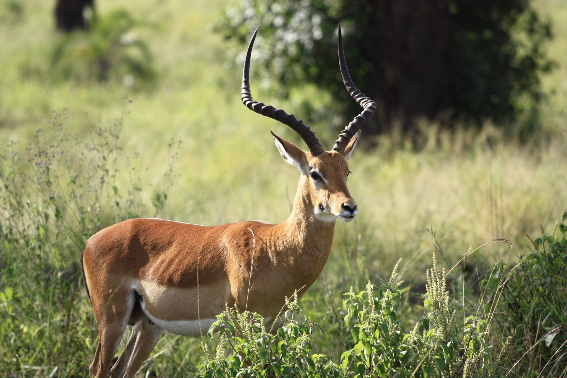 male impala  with long horns standing in the grass in kruger