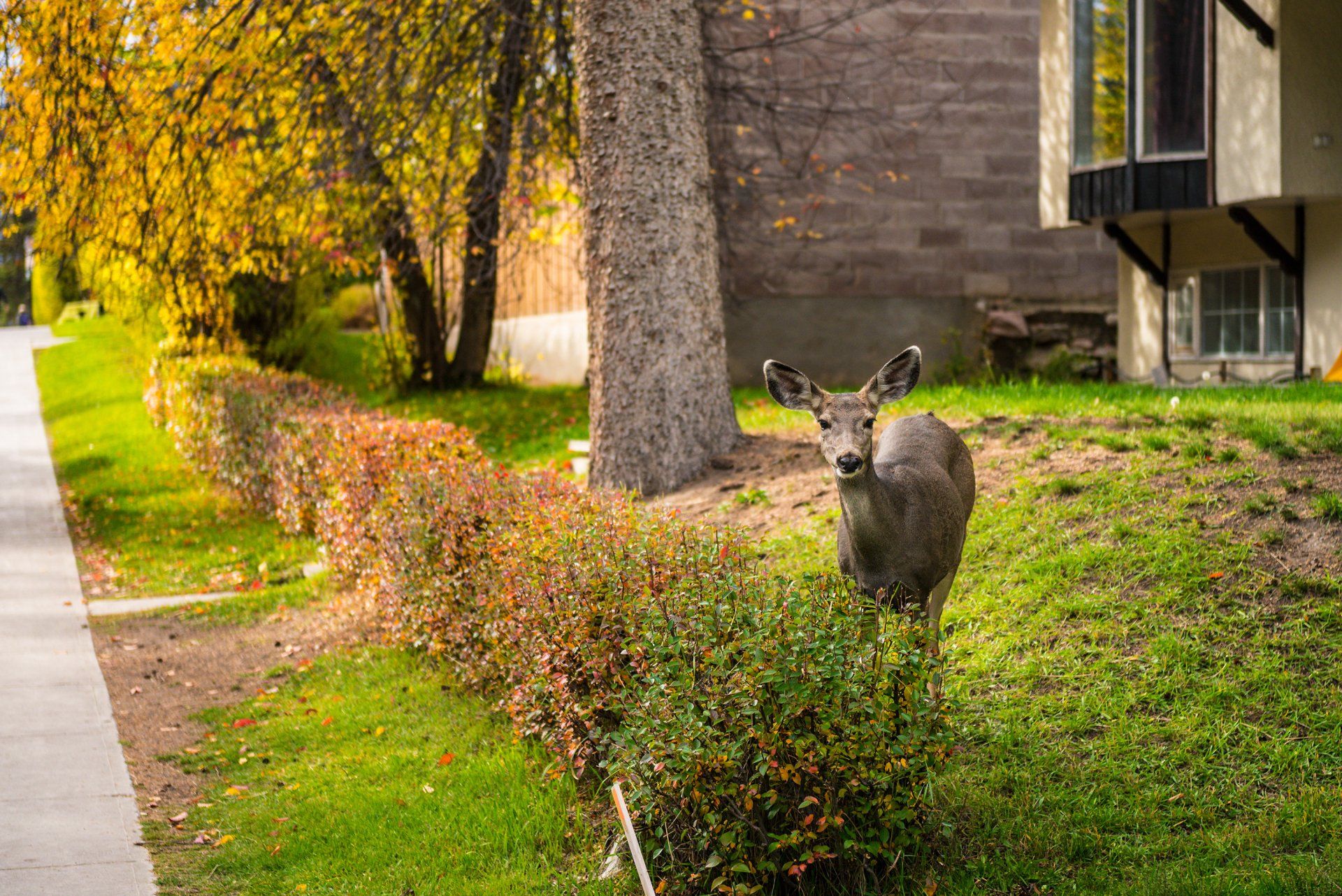 White-tailed deer in yard. 
