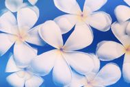 A bunch of white flowers on a blue background