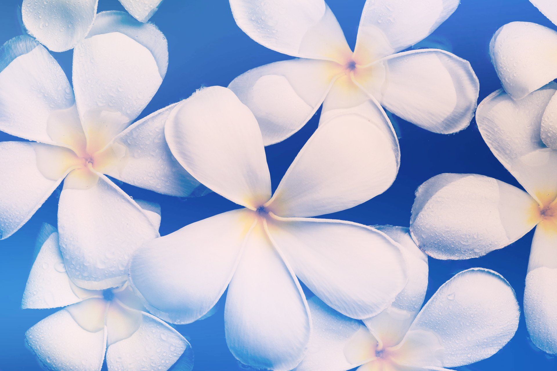 a bunch of white flowers on a blue background