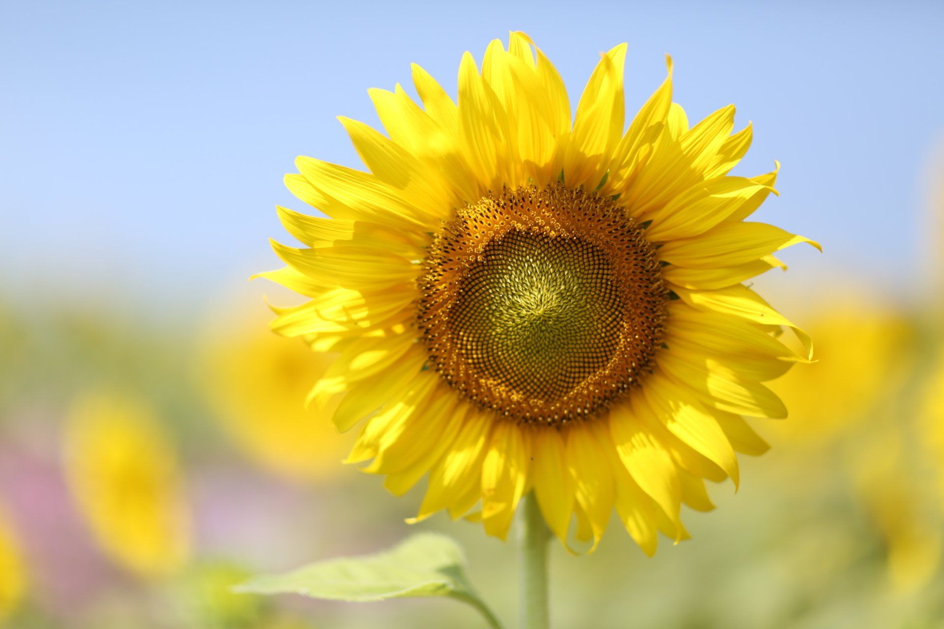 A close up of a sunflower in a field with a blue sky in the background.