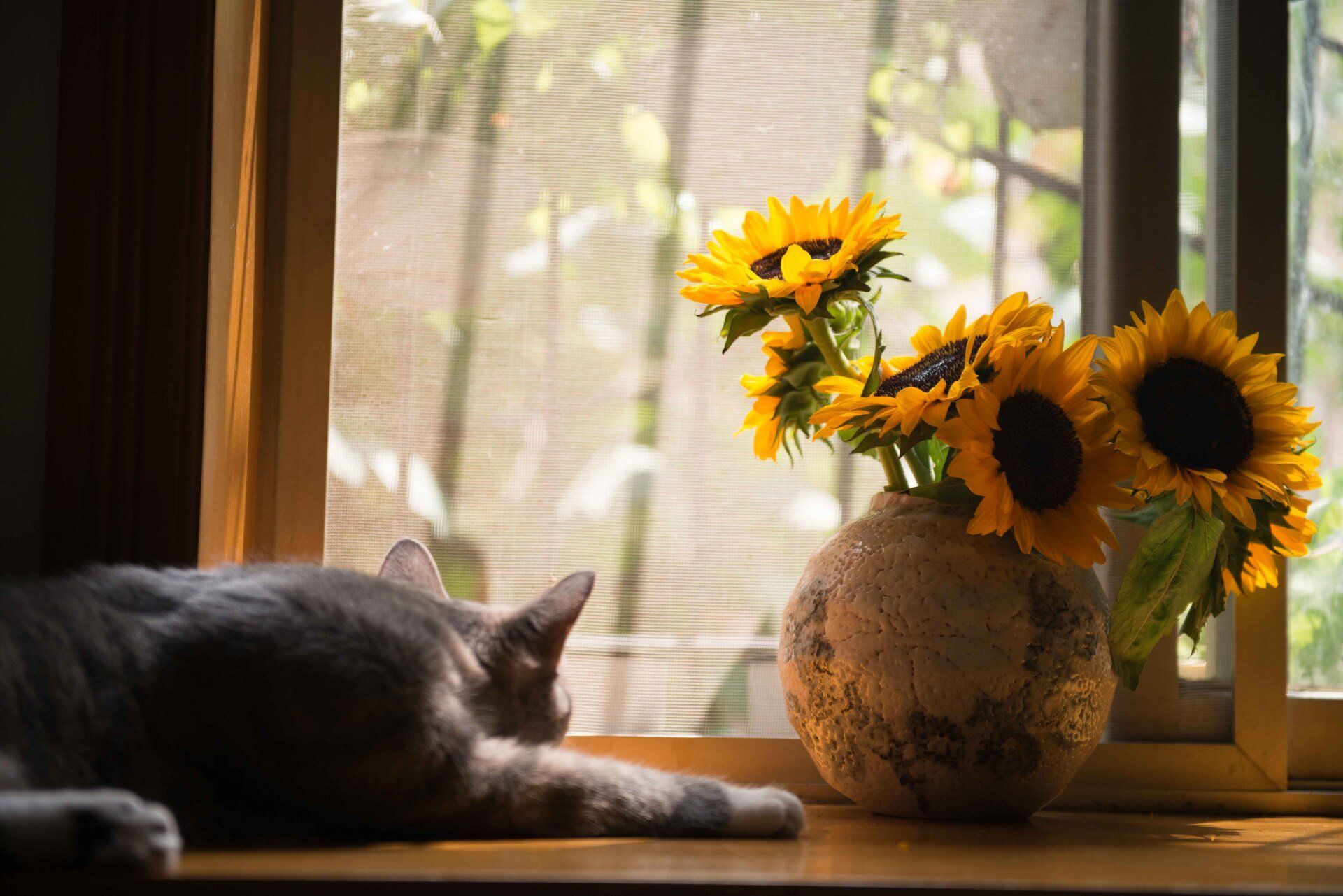 A cat laying on a window sill next to a vase of sunflowers