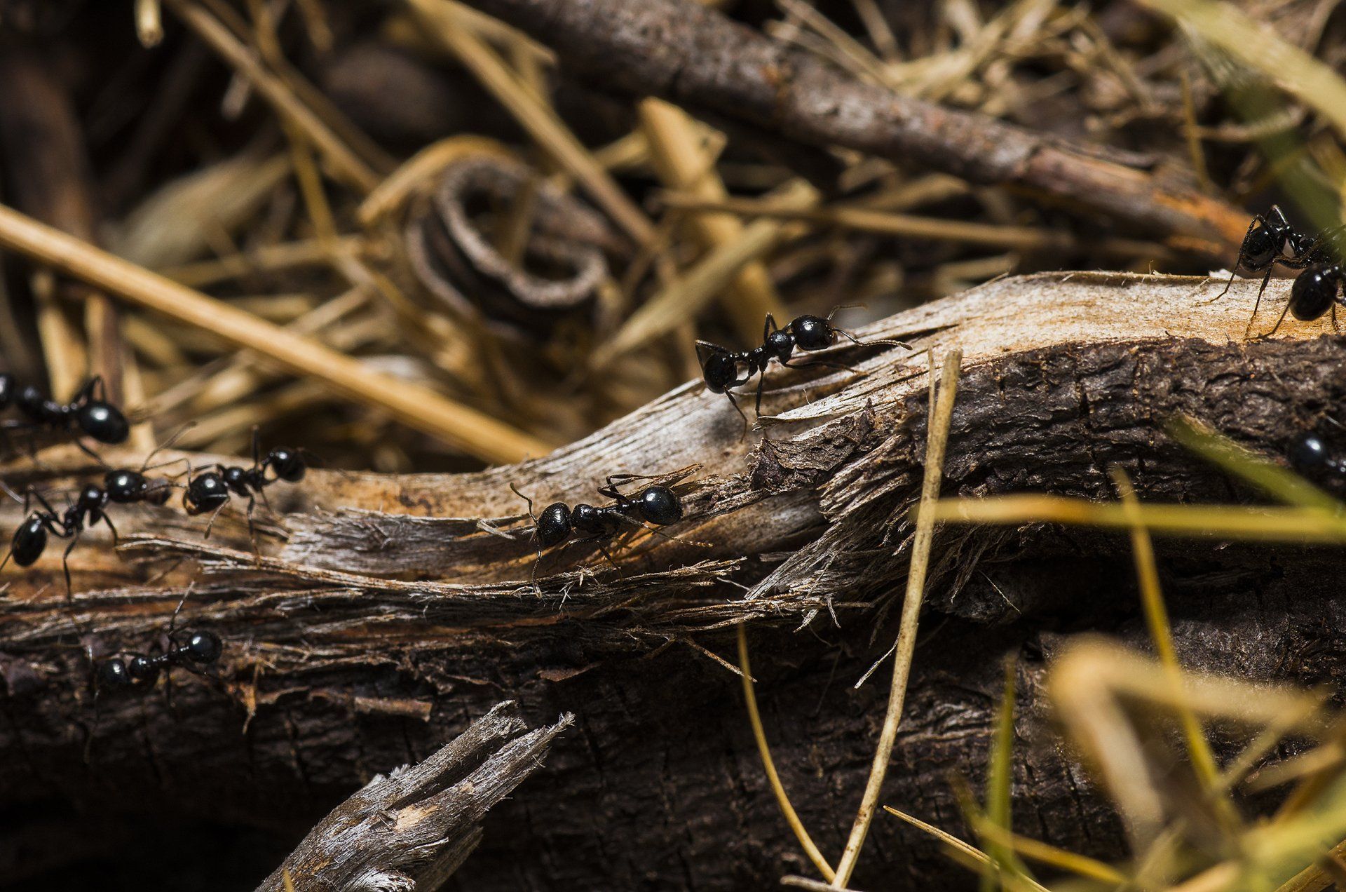 Ant Control