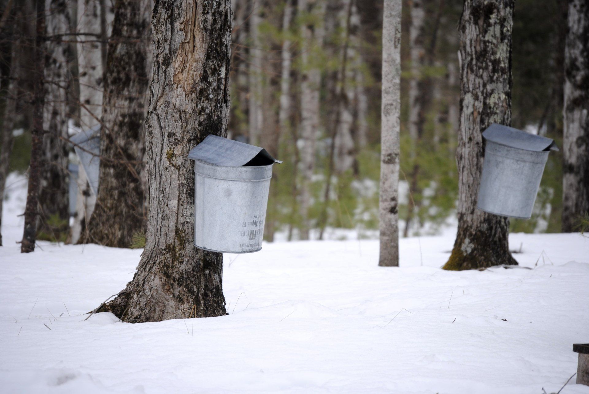 A row of maple trees with buckets attached to them in a snowy forest.