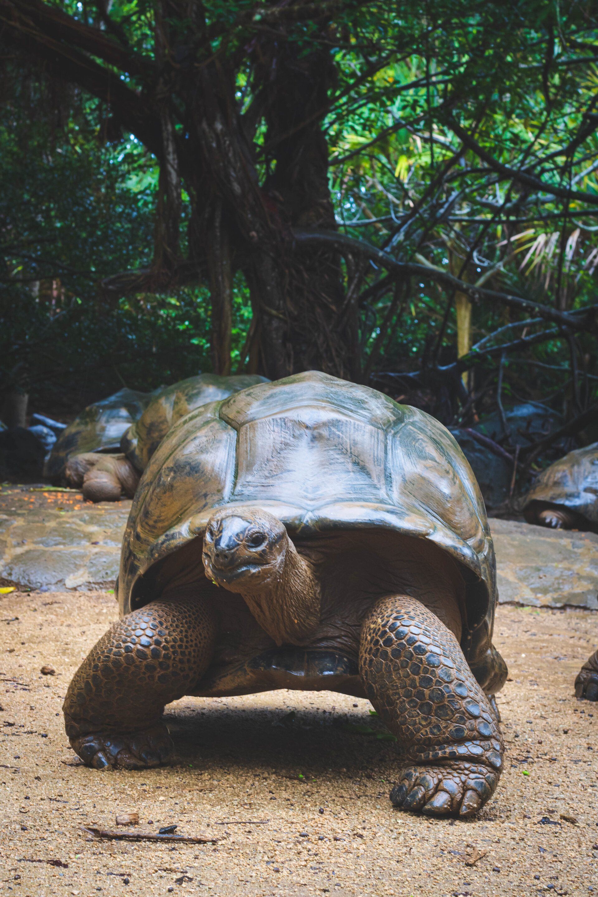 A group of turtles are standing on the ground in the woods.