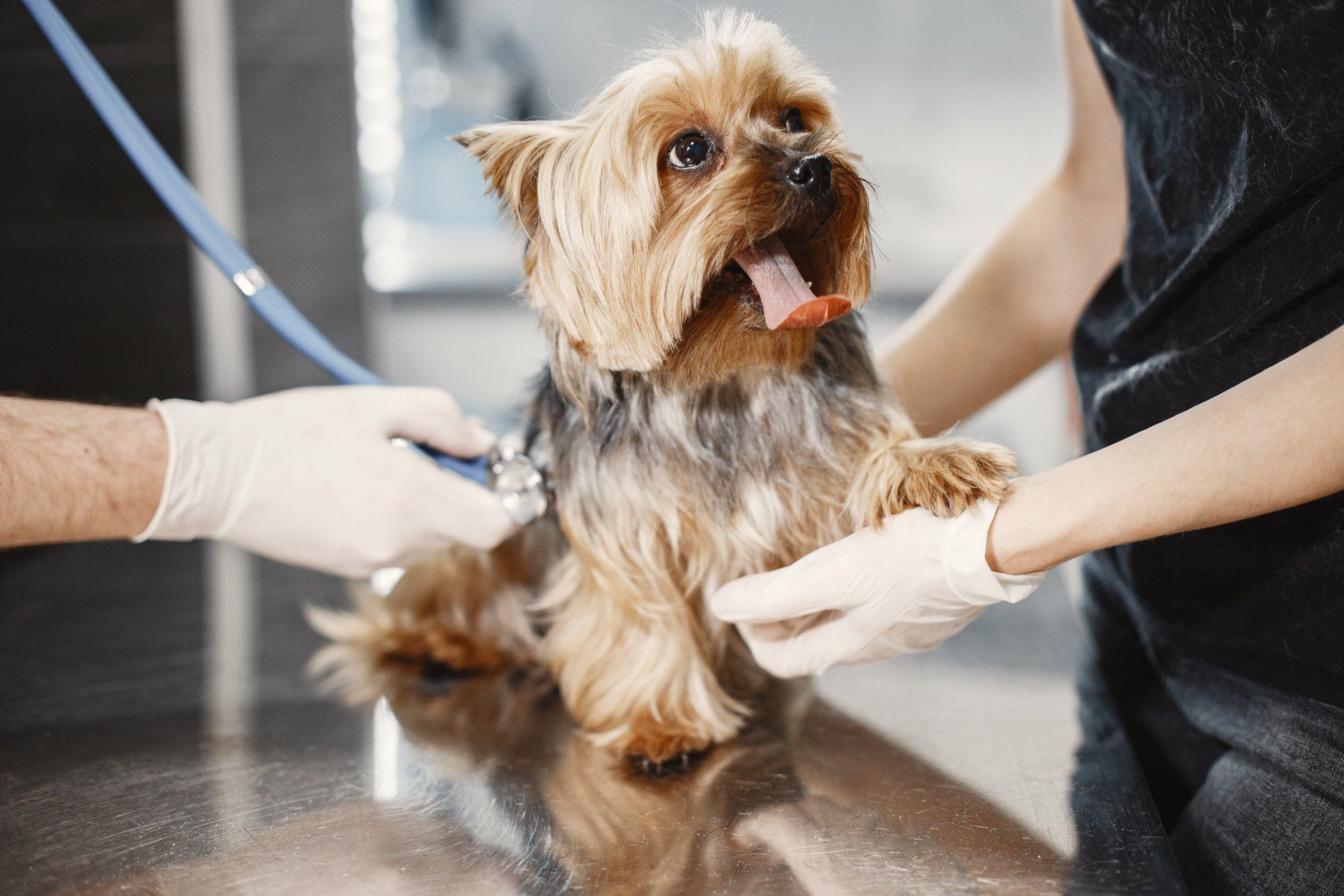 Busy veterinarians don't have time for IT problems— or fixes.