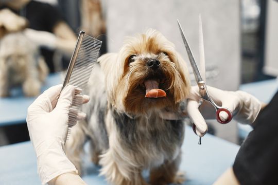 A person is grooming a small dog with scissors and a comb.