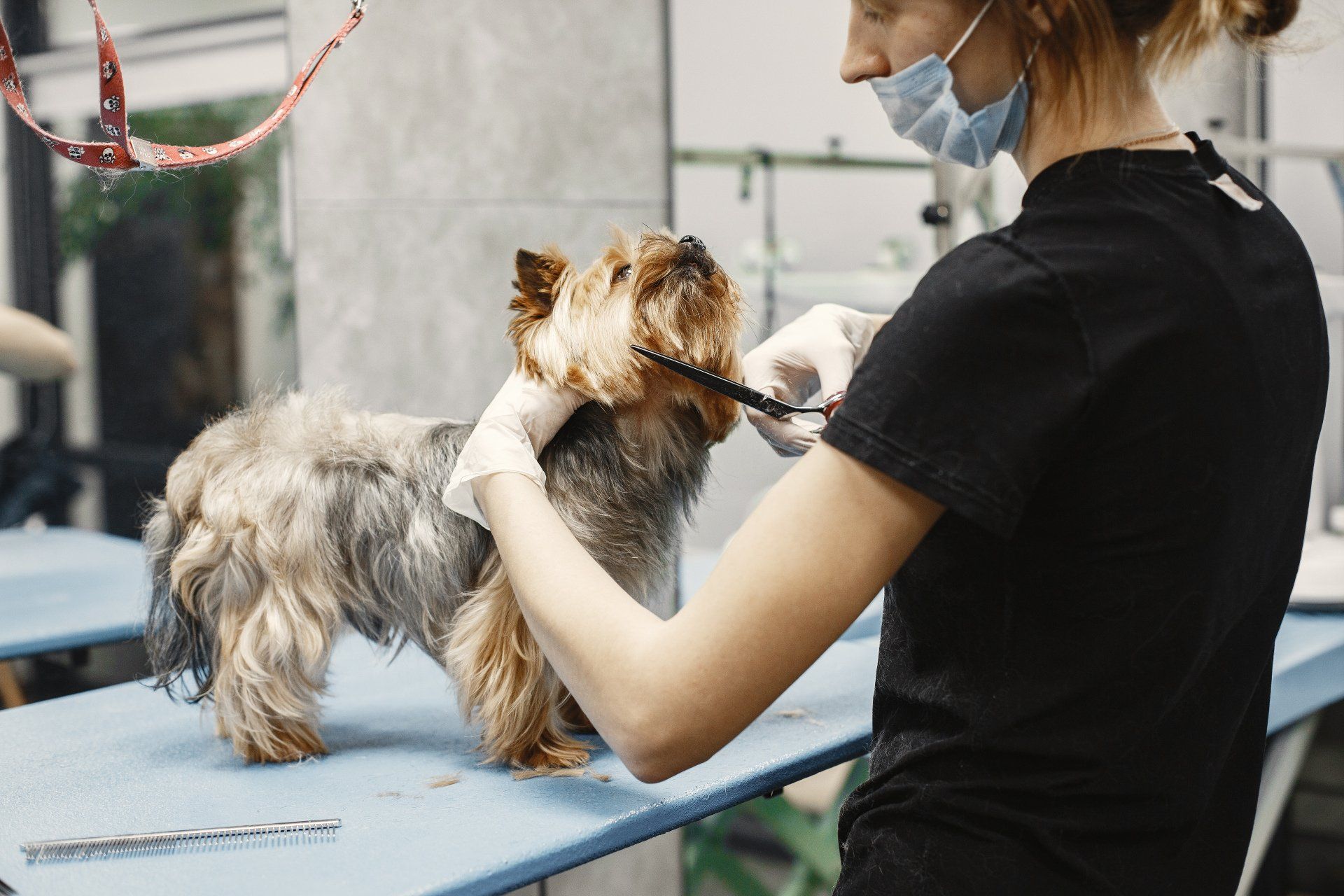 Your ultimate dog grooming checklist aka cheat sheet
