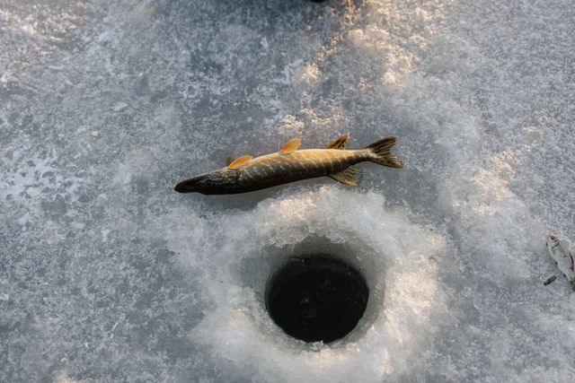 Ice Fishing Near Pelican Rapids