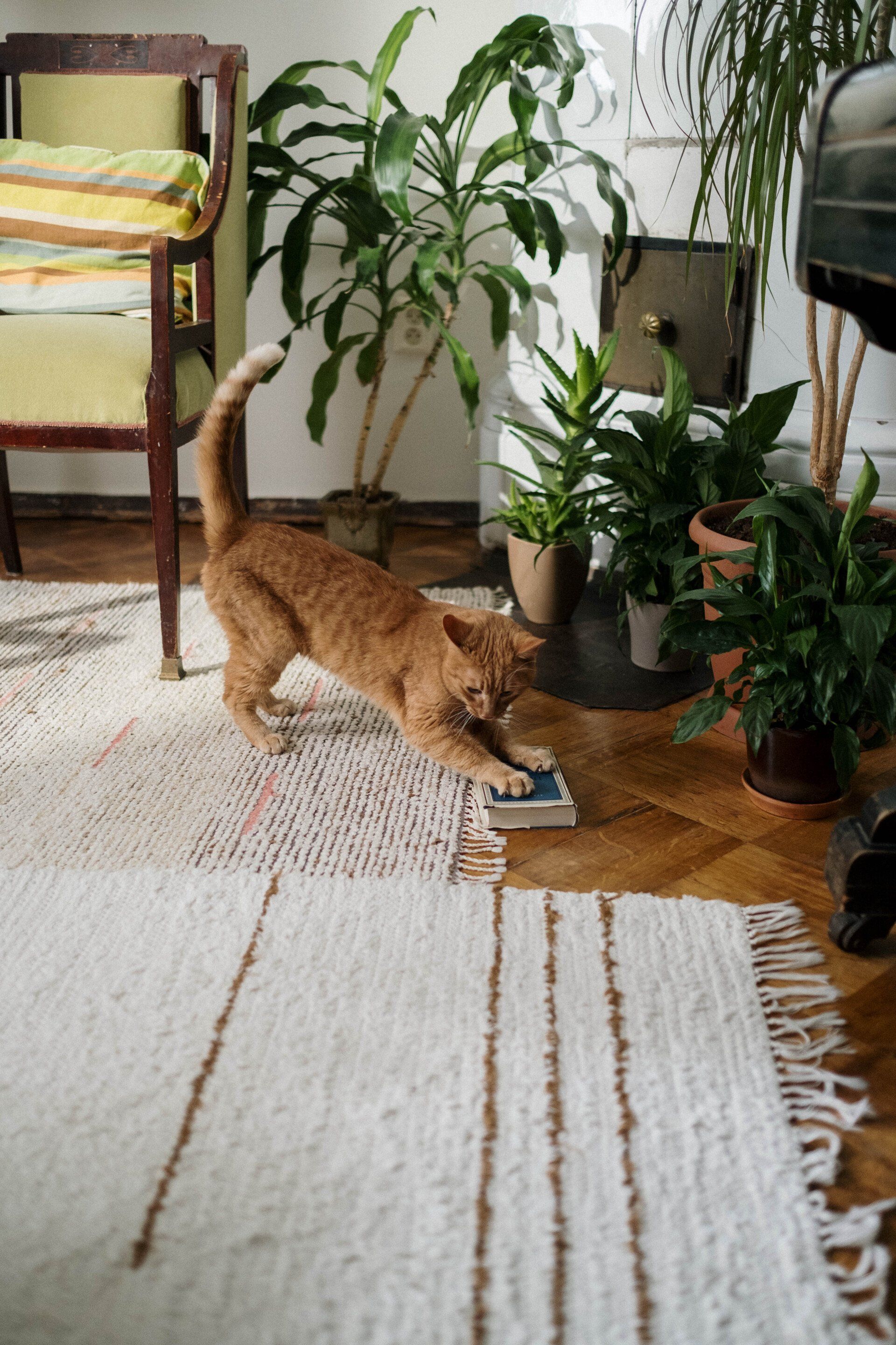 a cat playing on a carpet