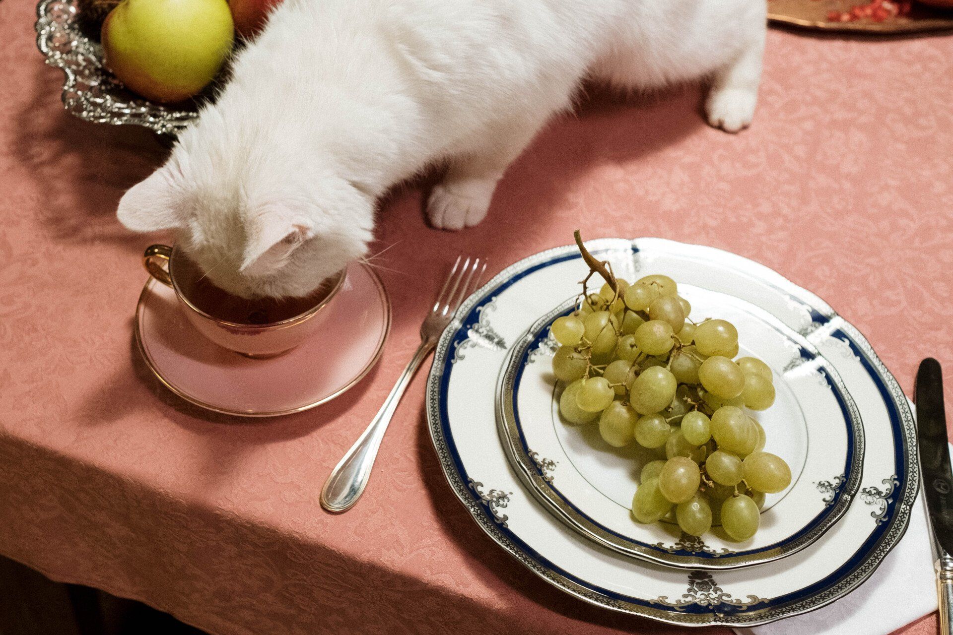 cat eating food next to grapes