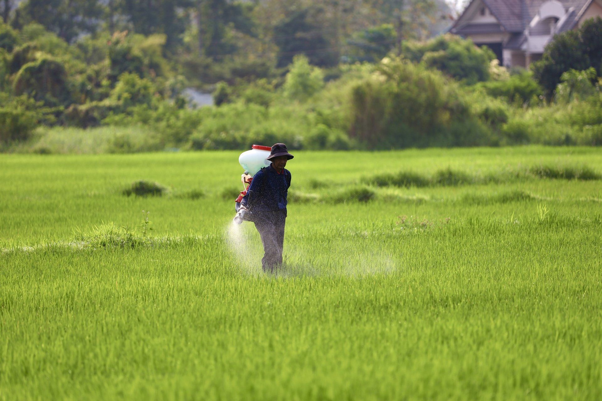 A person outside in a large open field with a large container on their back, spraying fertilizer
