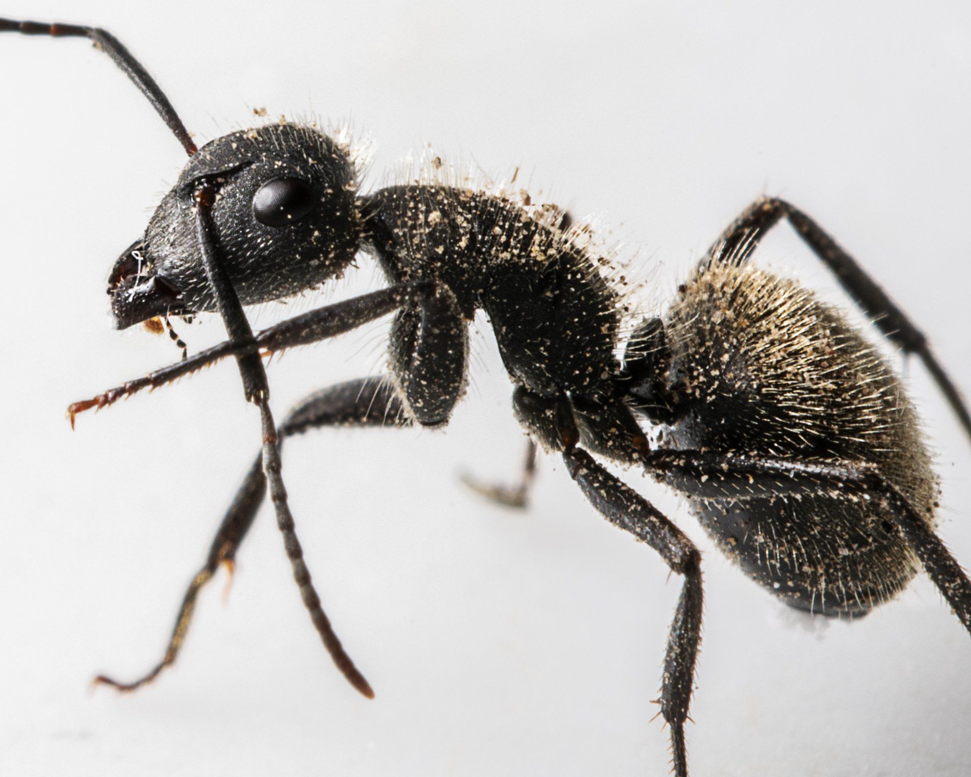 closeup image of an ant