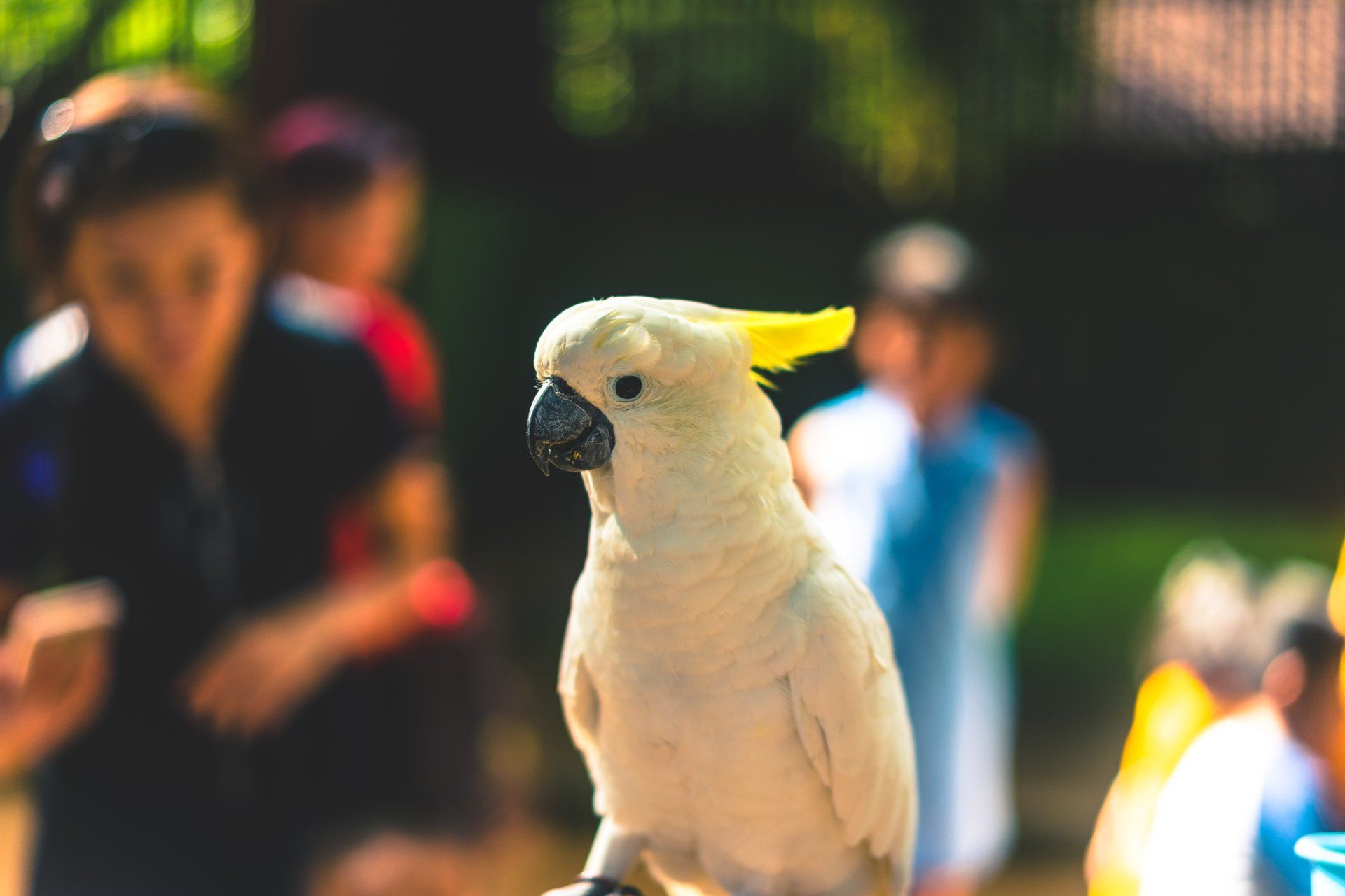 A white parrot with a yellow beak is sitting on a person 's hand.