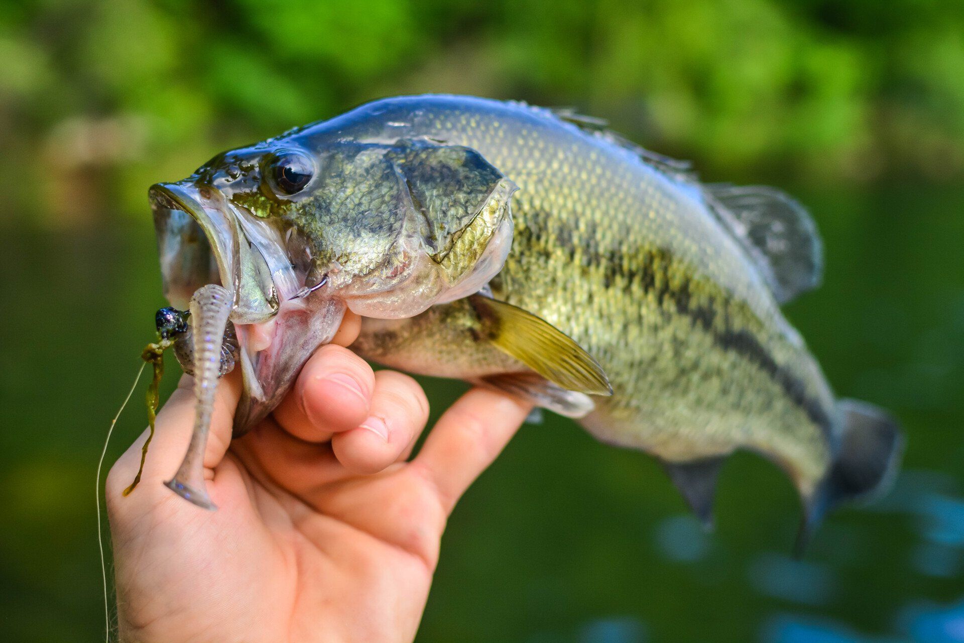fishing-tips-live-bait