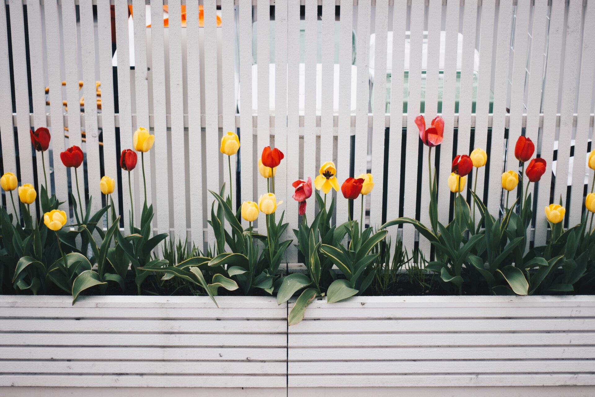 White wooden fence and wooden garden with tulips