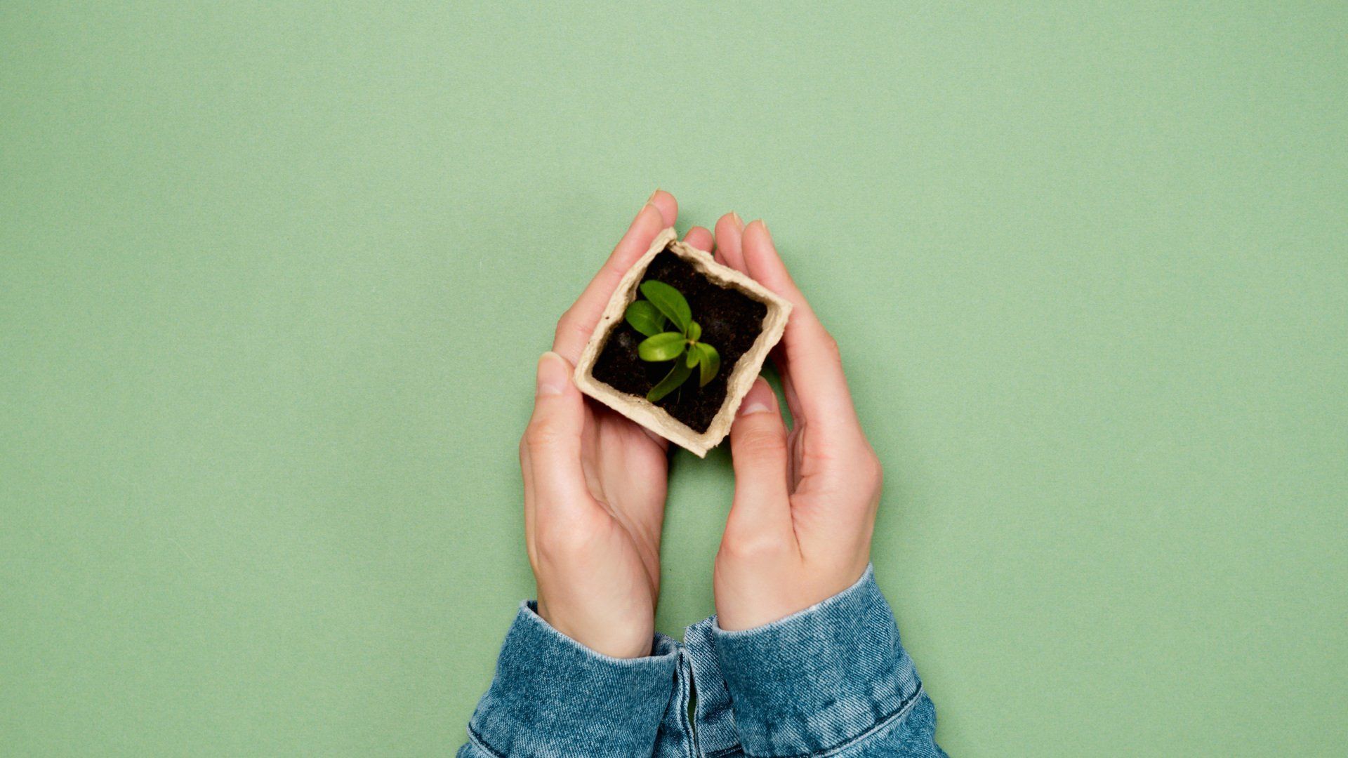 a person holding a seedling