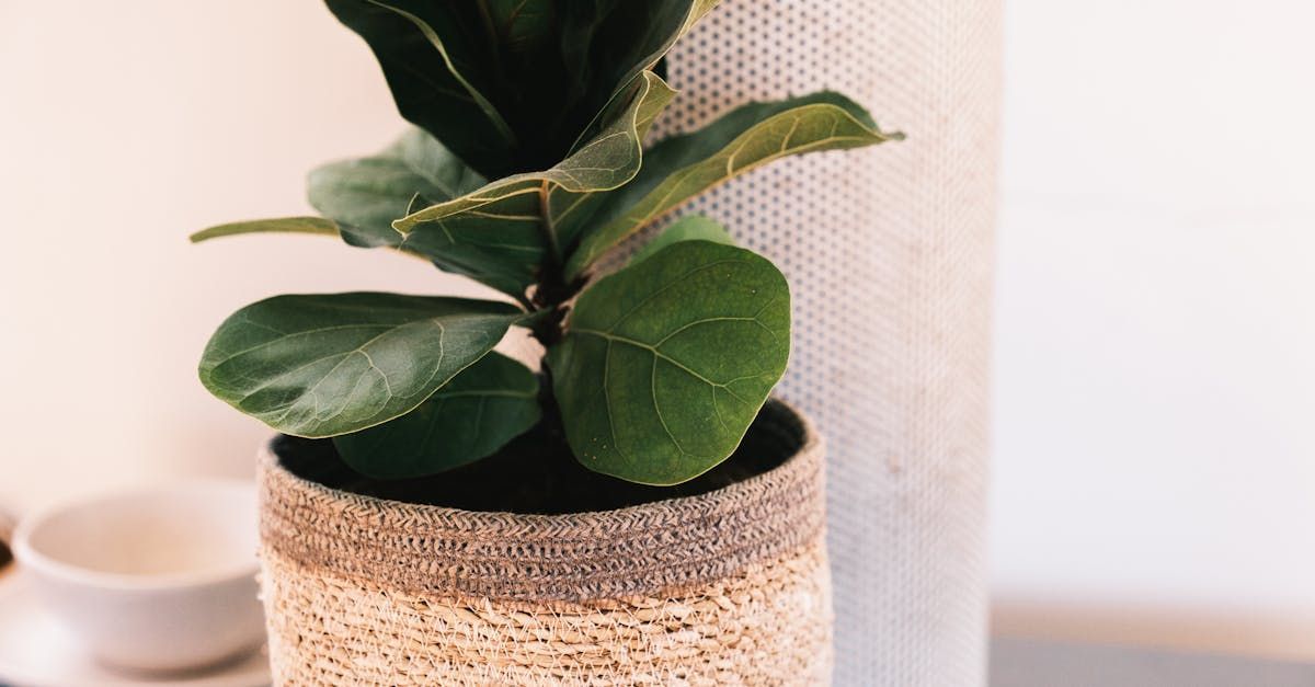 Houseplant in a weaved pot