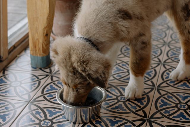 Pet Food Pantry Montgomery County Maryland Humane Society