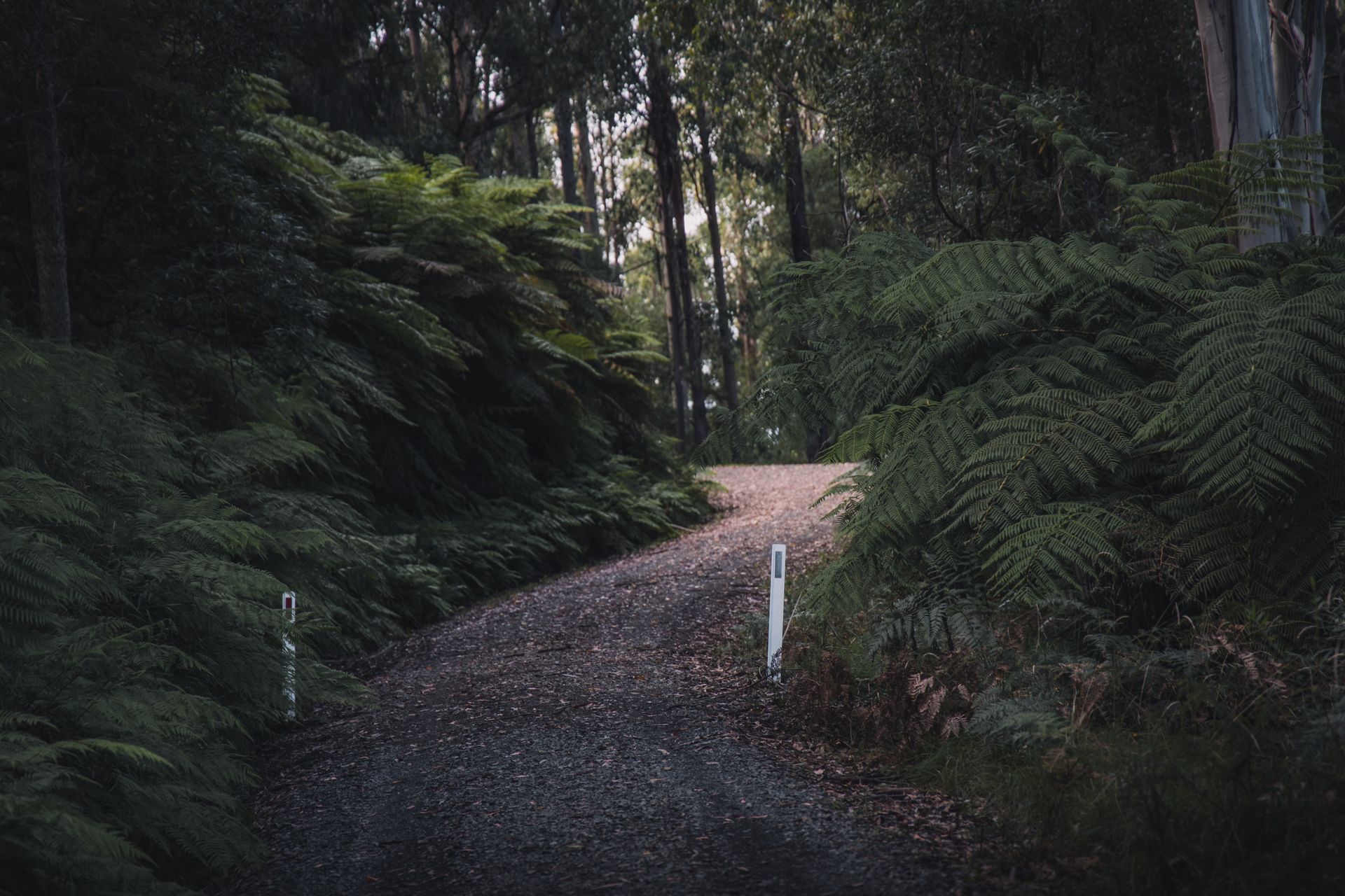 A dirt road in the middle of a forest surrounded by ferns and trees in Vancouver.