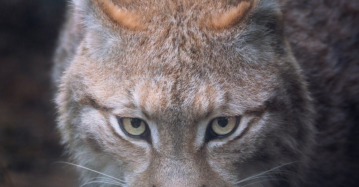 A close up of a lynx 's face looking at the camera.