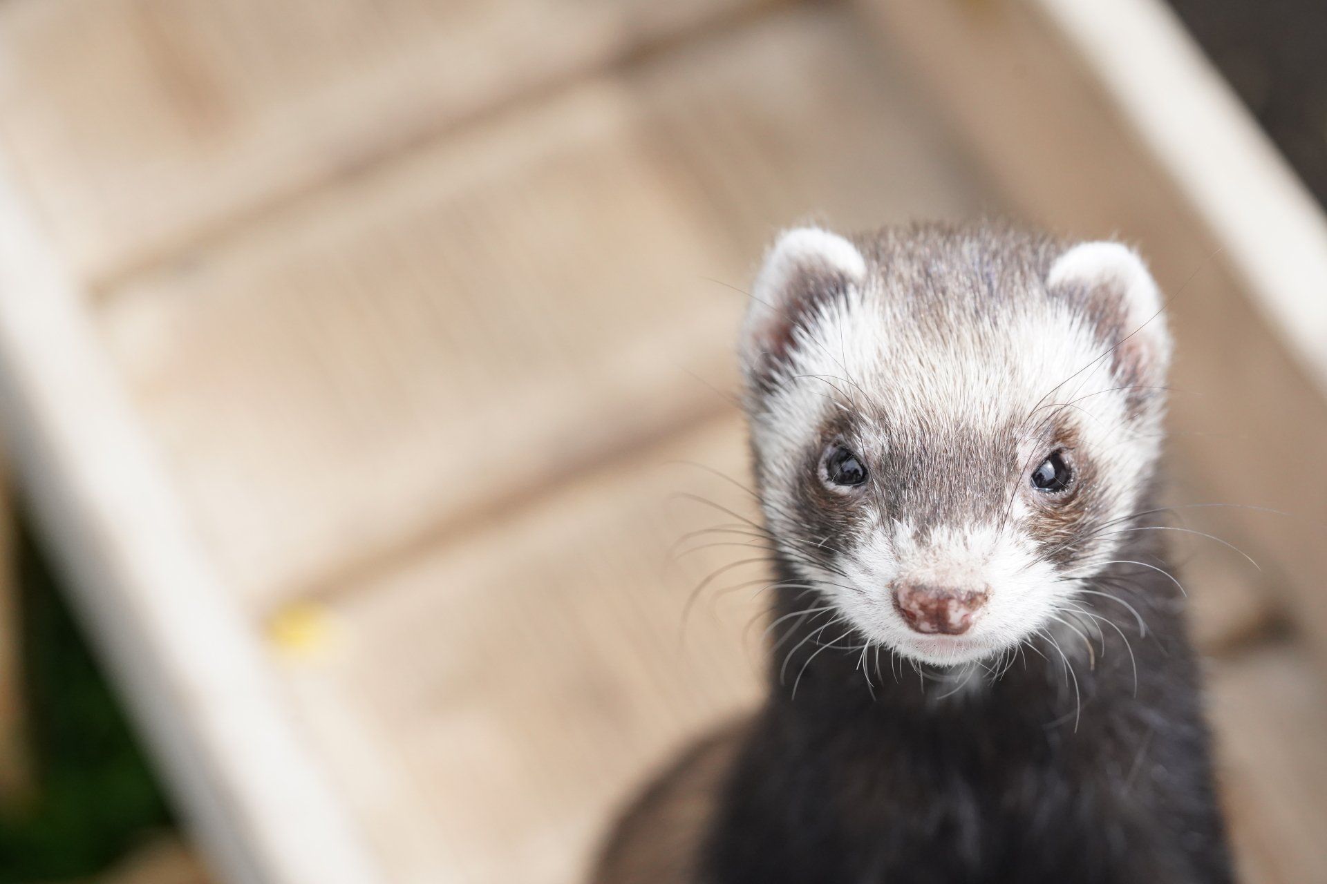 Ferrets