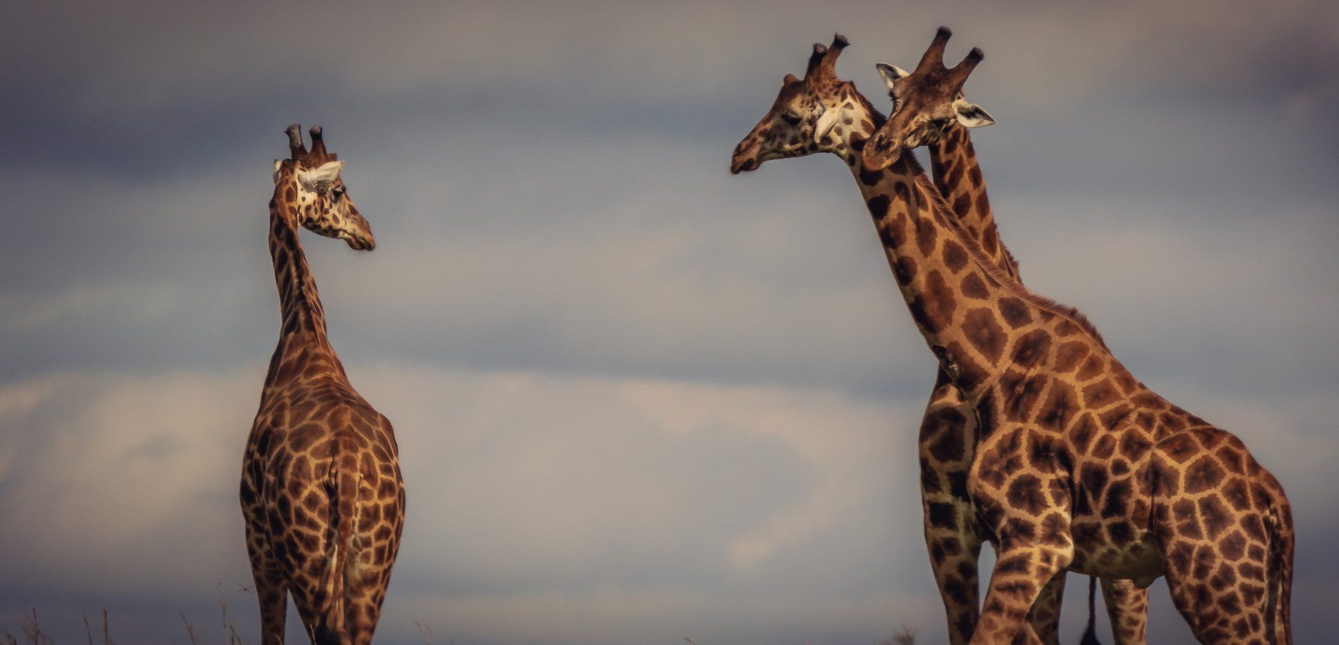 Three giraffes are standing next to each other in a field.