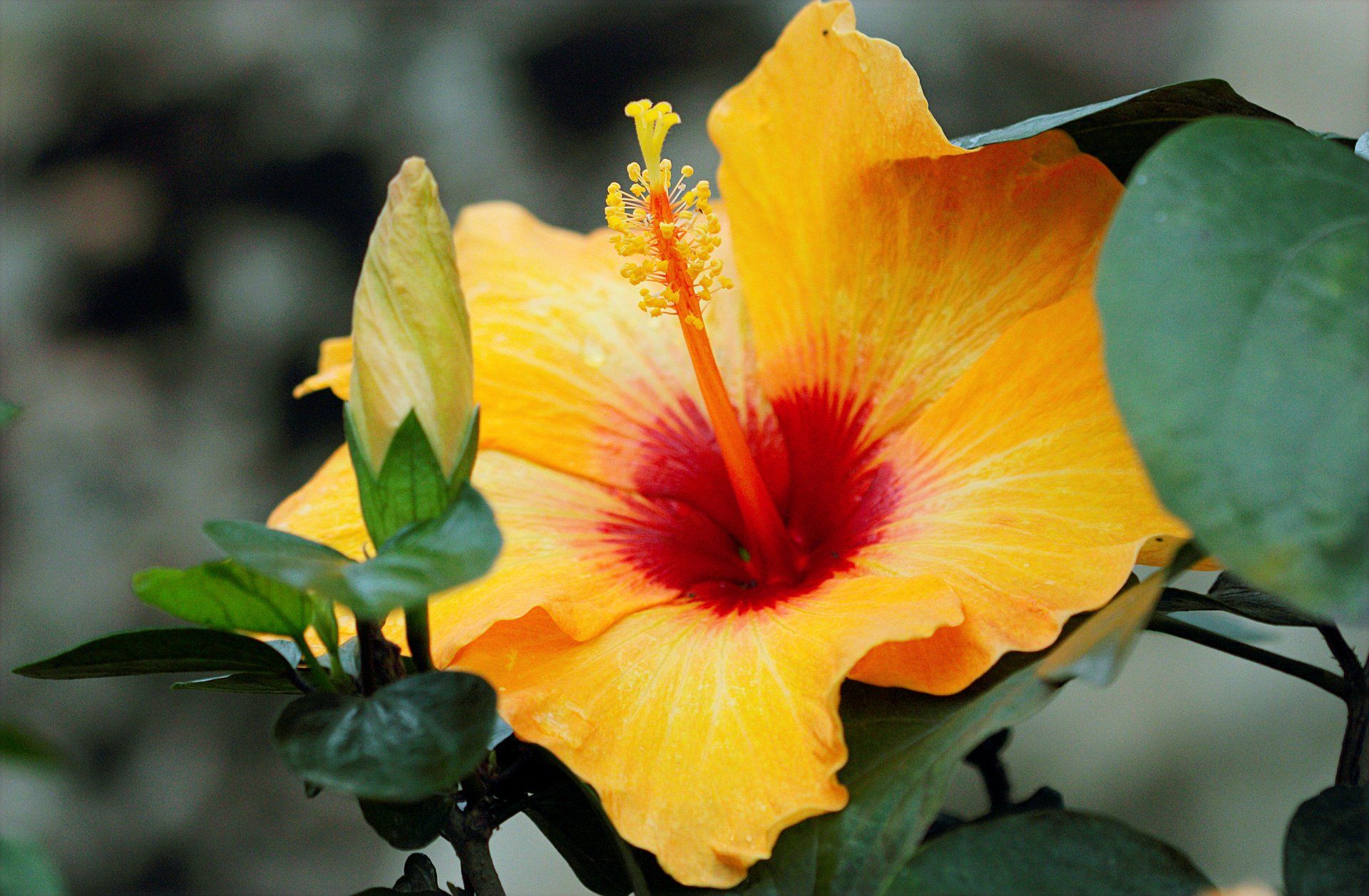 Hibiscus