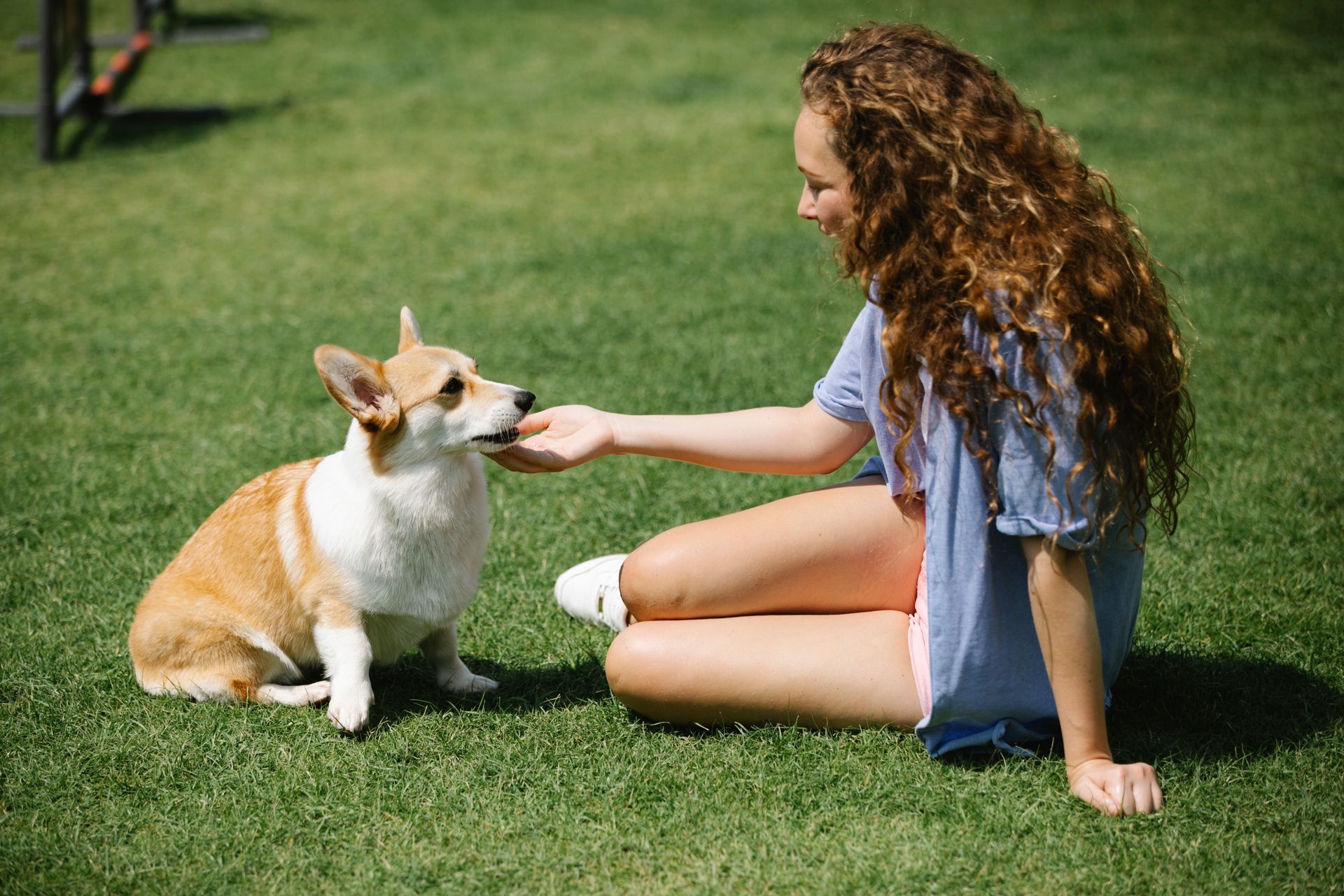 Your Dog Will Be Safe & Happy With Atkins’ Hidden Dog Fences in Mid-Missouri.