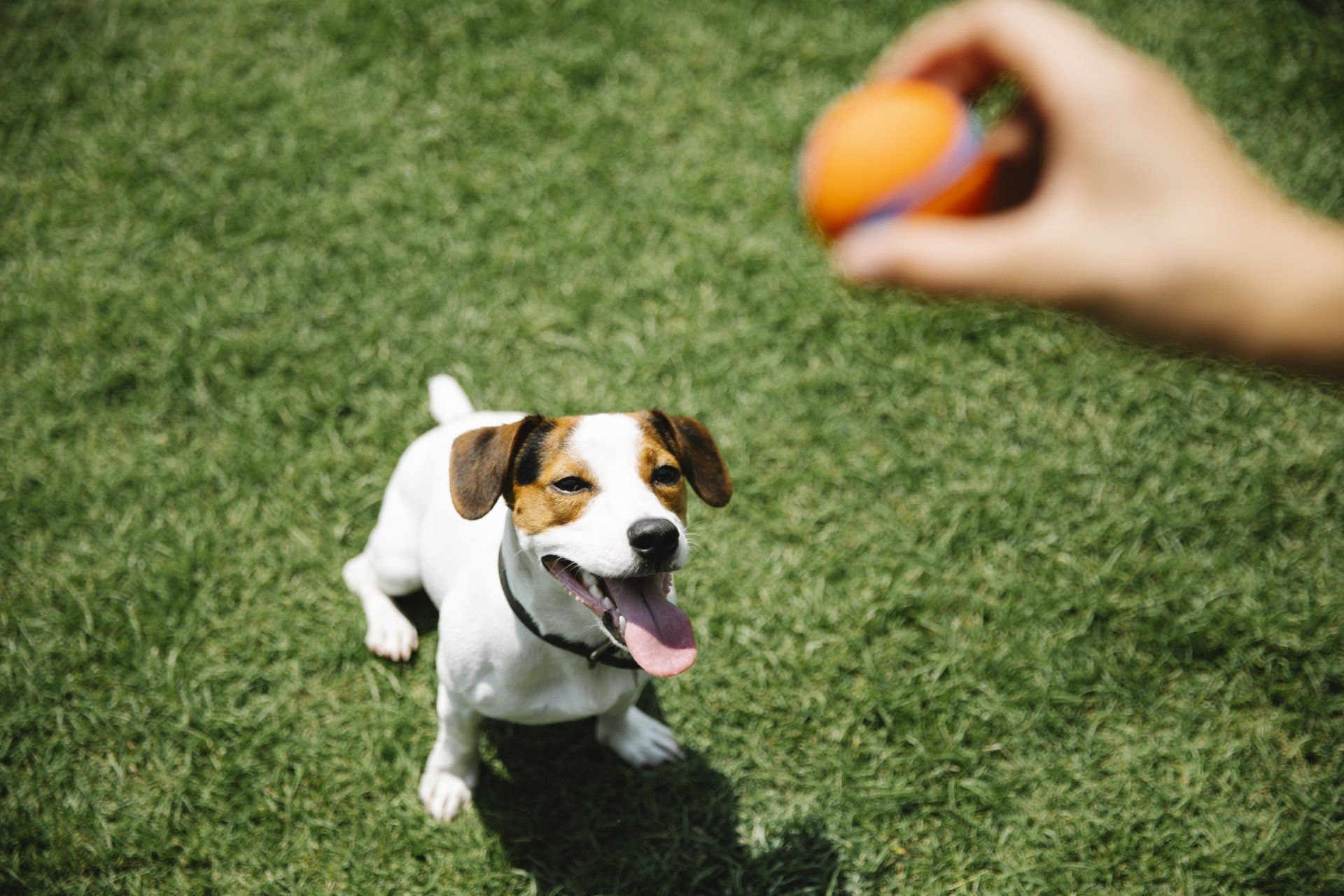 Play Safely With Your Dog Using Atkins' Hidden Dog Fence in Columbia, MO