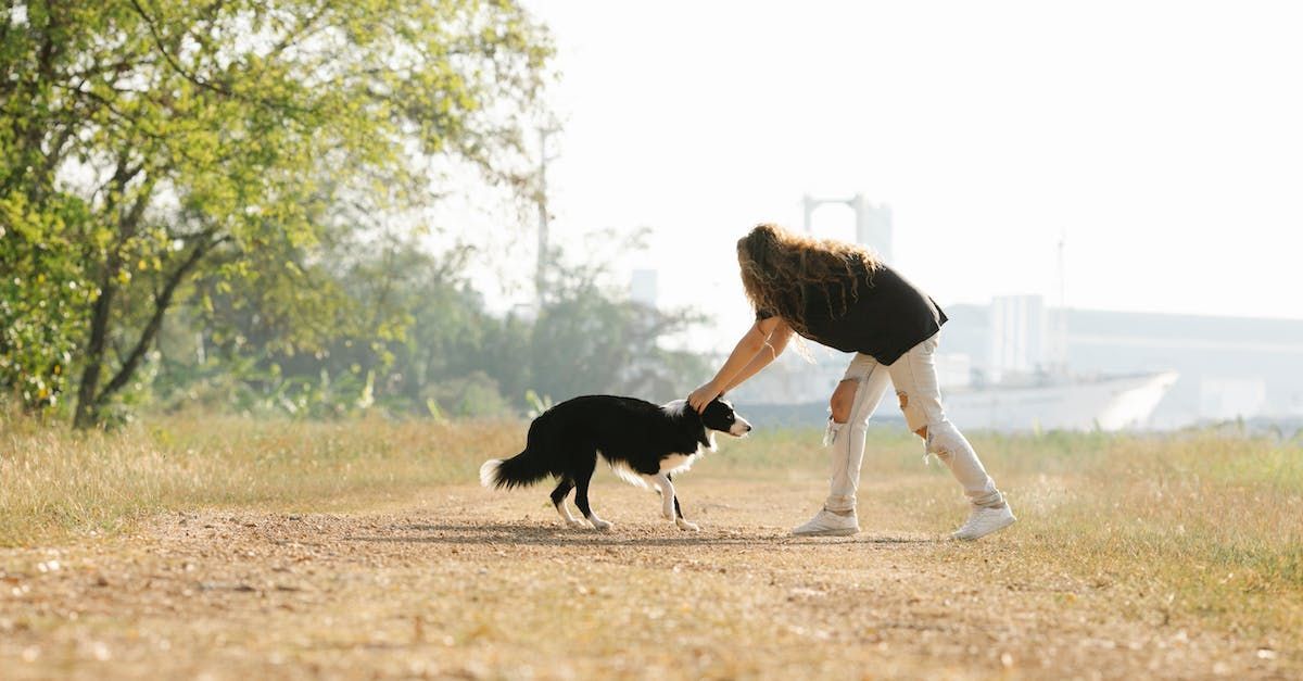 A dog owner plays with her border collie in an open field.