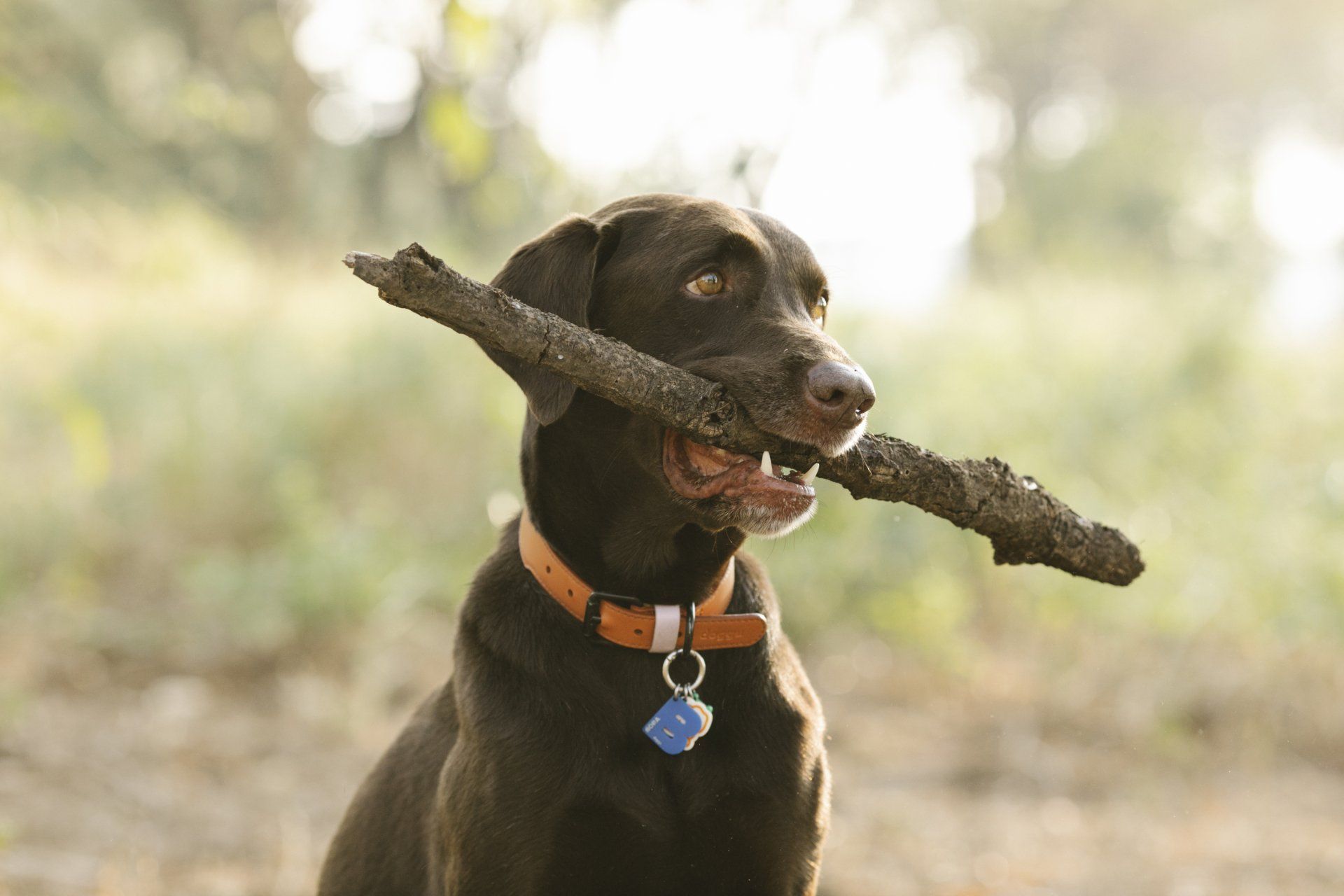 a brown labrador retriever dog is holding a stick in its mouth .