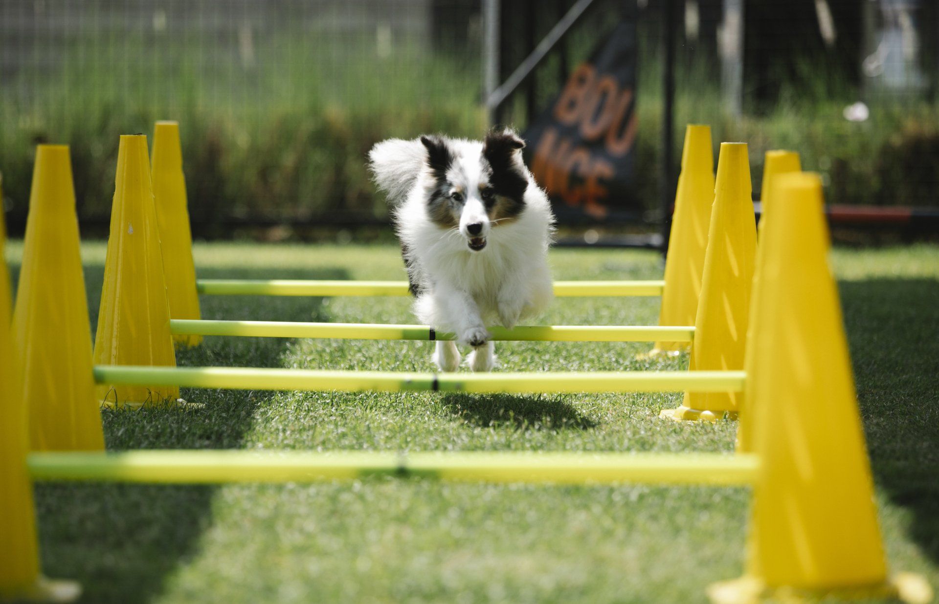 canine hydrotherapy, dog hydrotherapy, canine bodywork, dog massage, canine massage