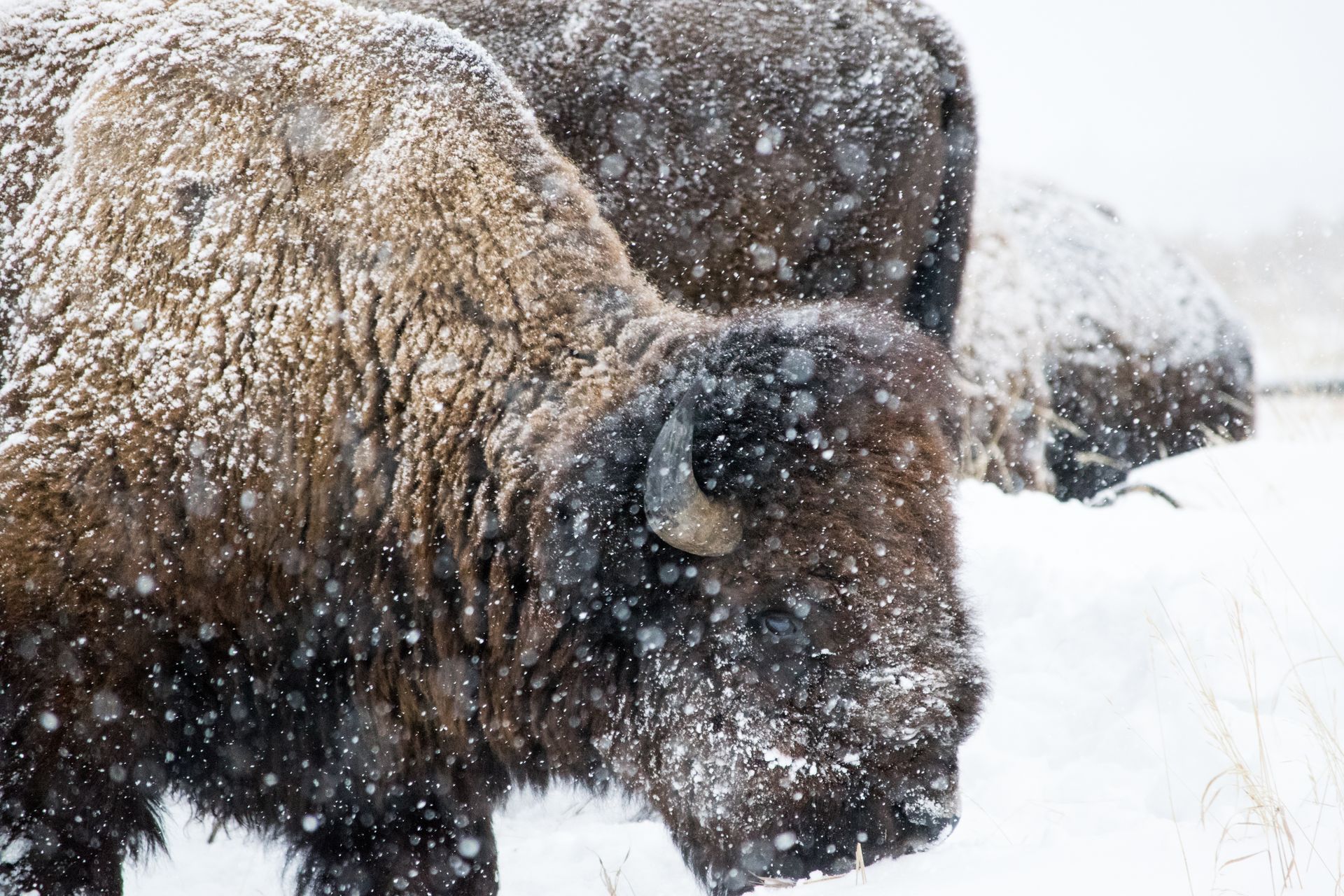 A couple of bison standing in the snow.