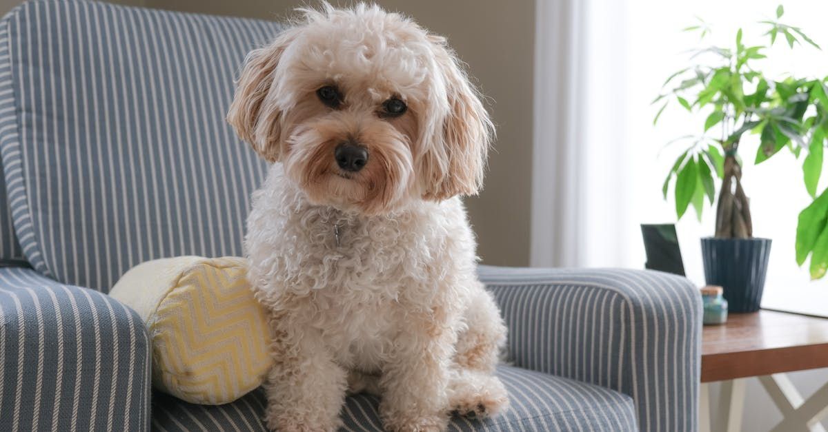 Teacup Poodle Puppies For Sale