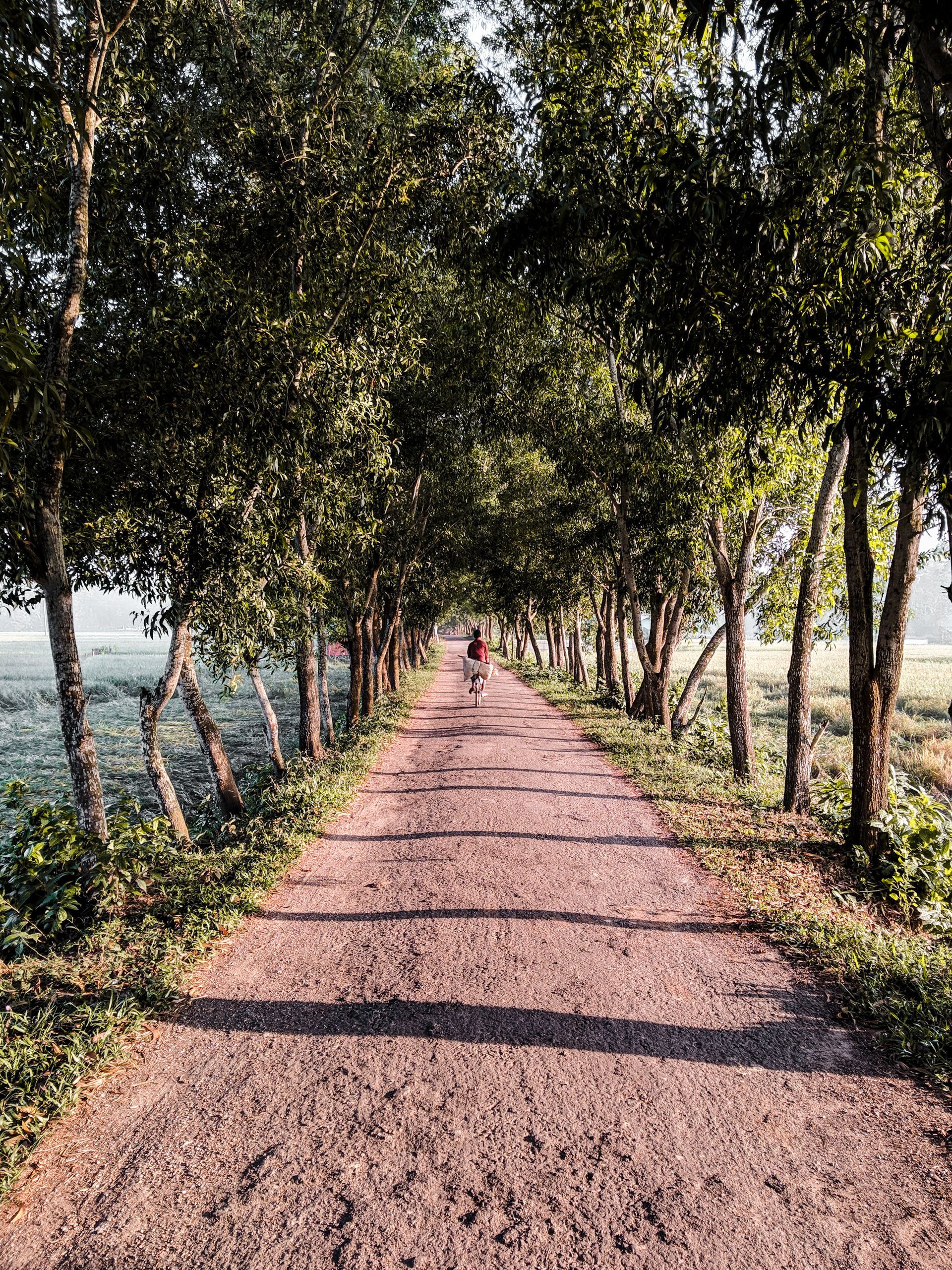 A person is riding a bike down a dirt road lined with trees.