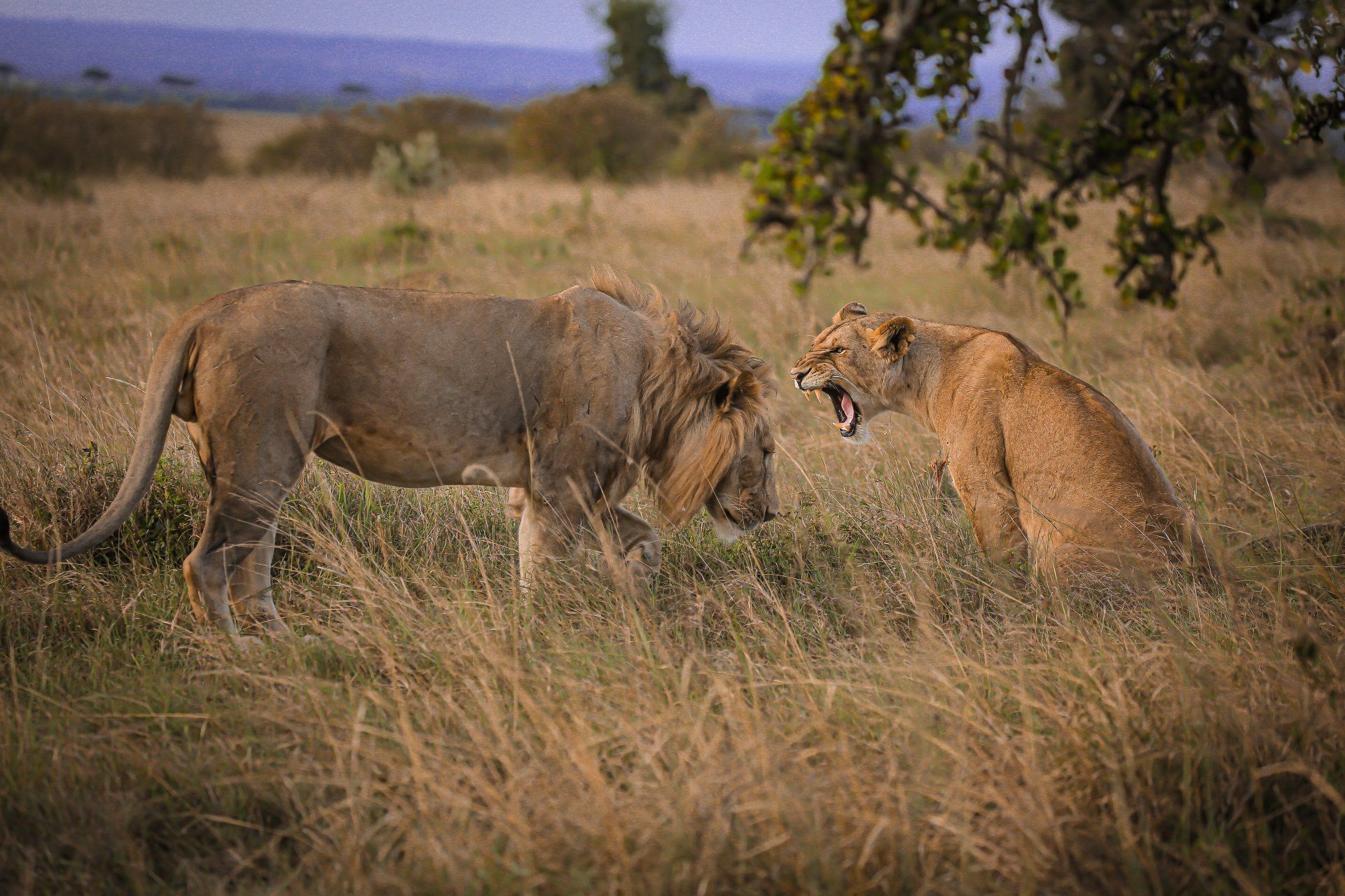 A couple of lions standing next to each other in a field.