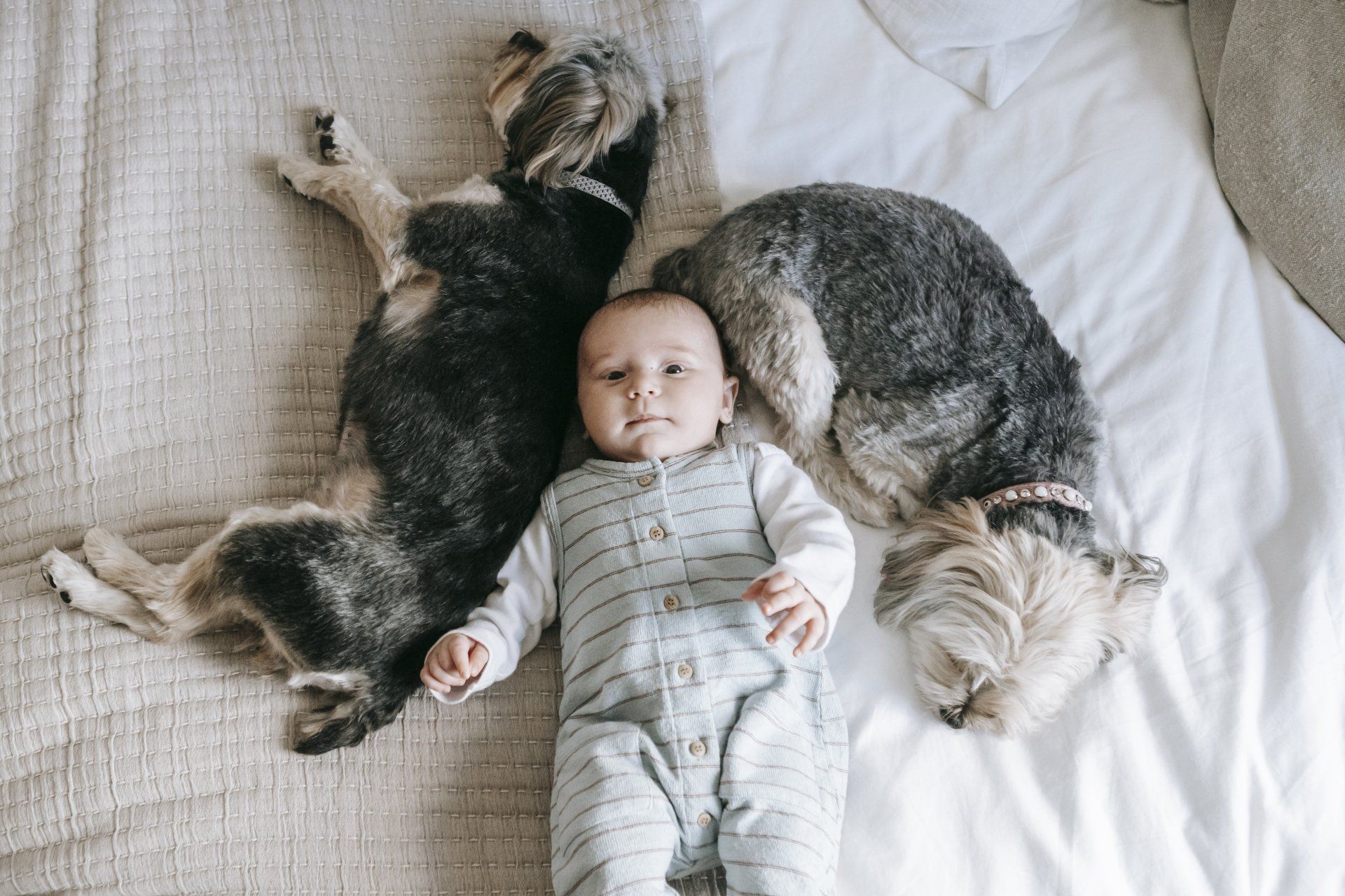 Baby boy on bed with two  dogs sleeping on either side of him. 