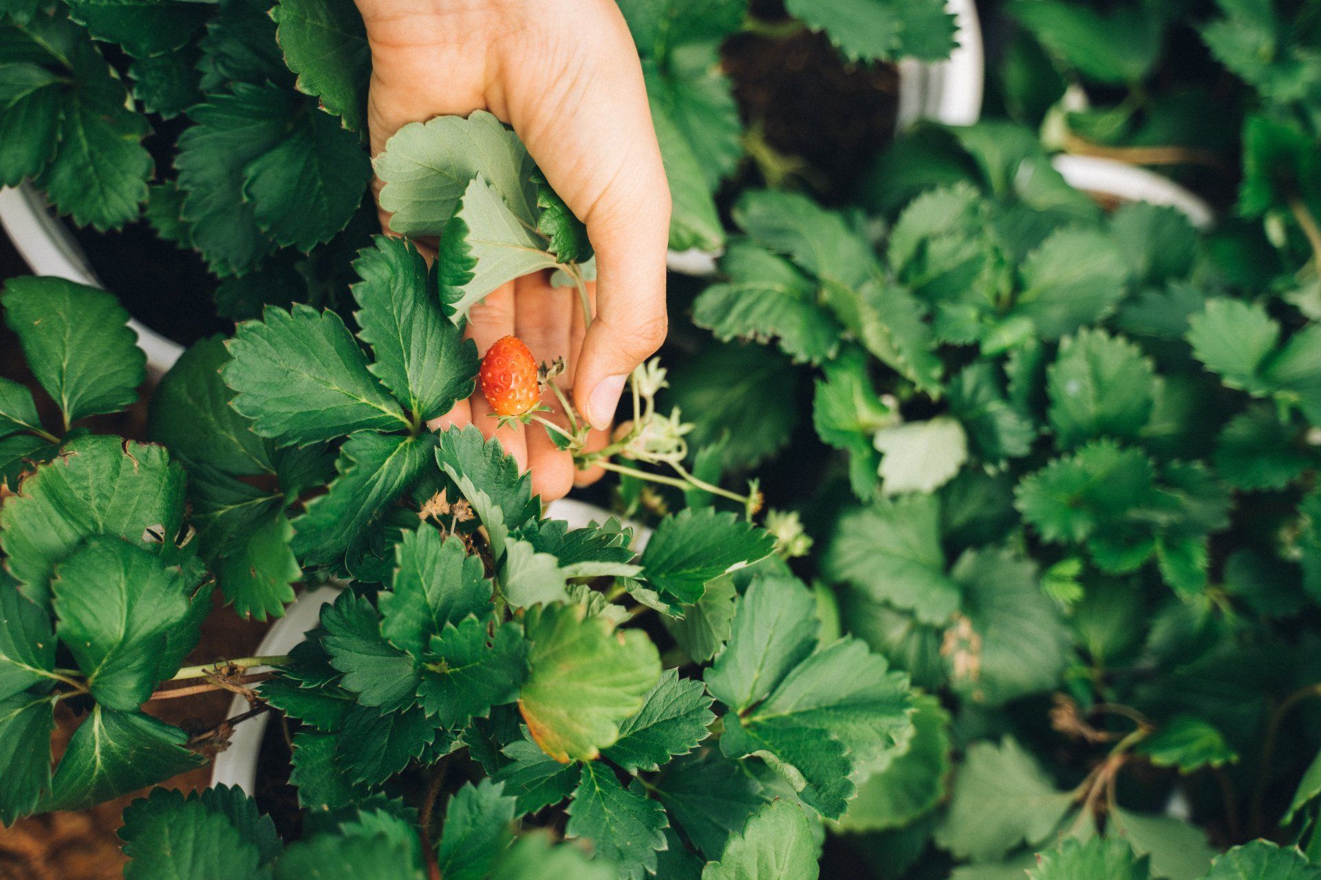 A person is picking strawberries from a strawberry plant.