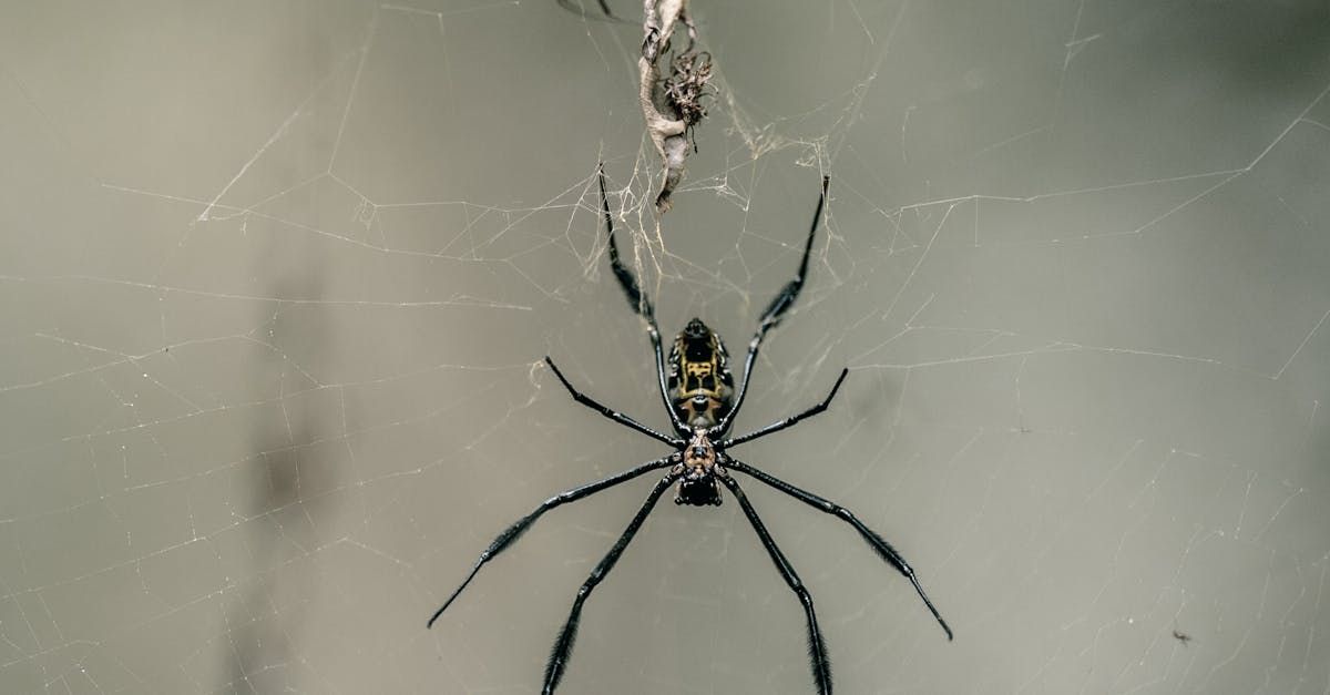 A spider is hanging from a web on a white surface.