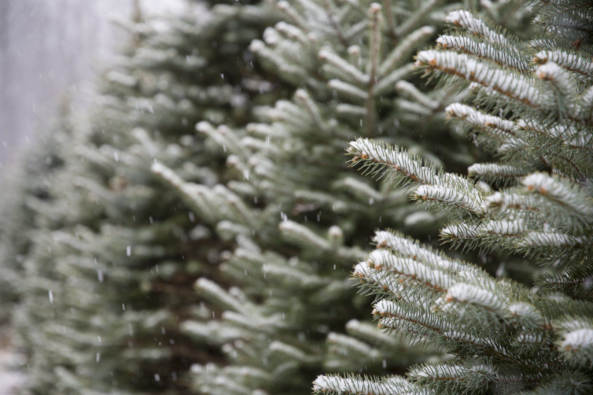 a close up of a christmas tree with snow falling on it .