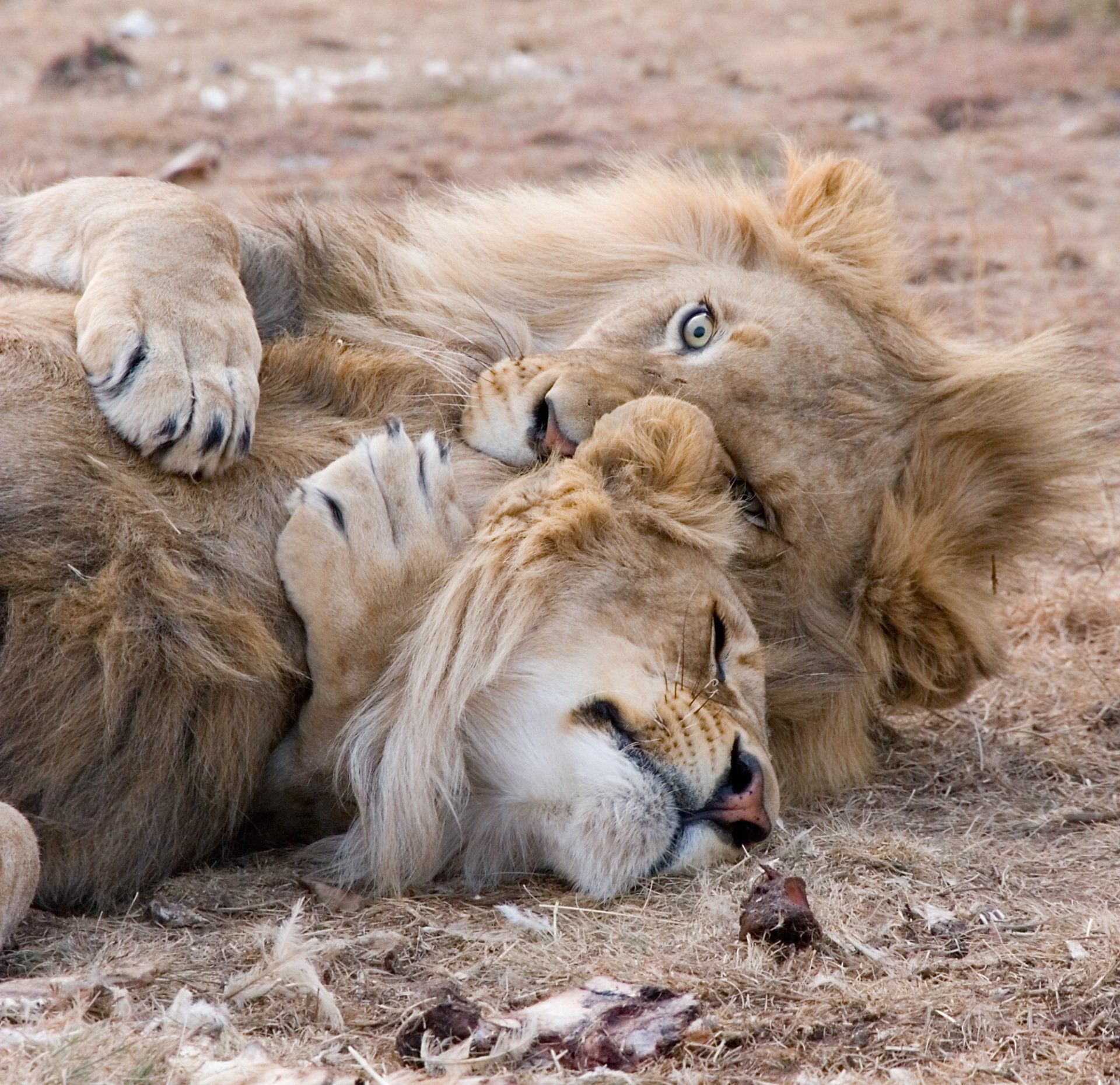 Botswana, lions