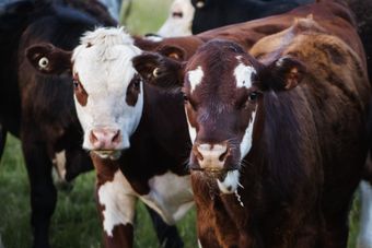 A herd of cows are standing in a field and looking at the camera.
