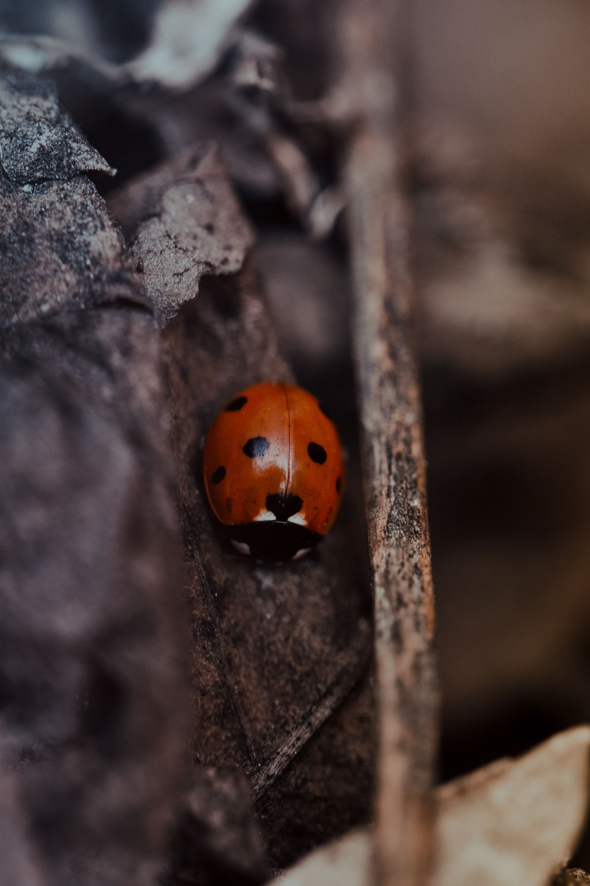 A close up of a ladybug hibernating