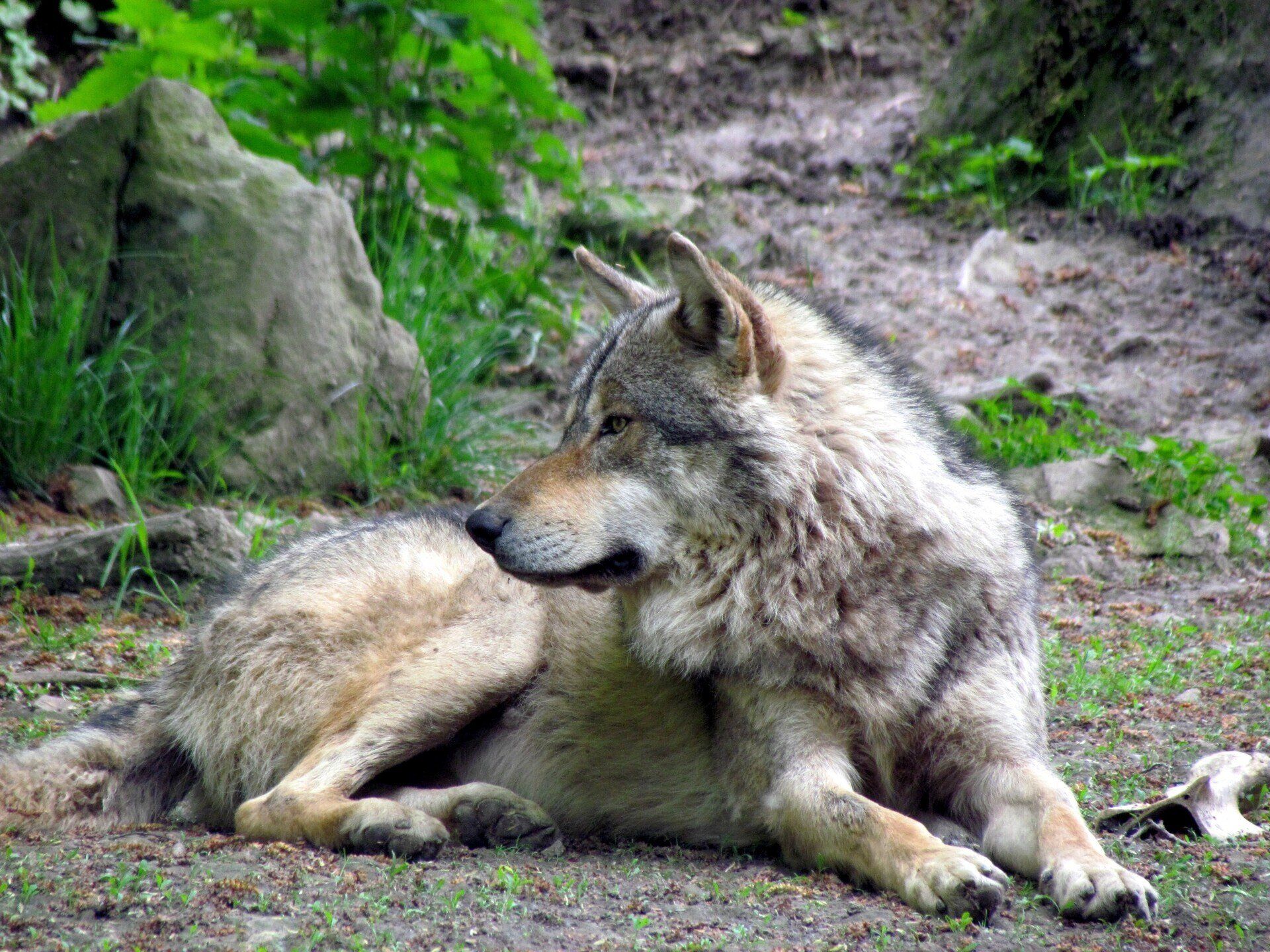 Running With The Wolves by Sue Cartwright, Spiral Leaf