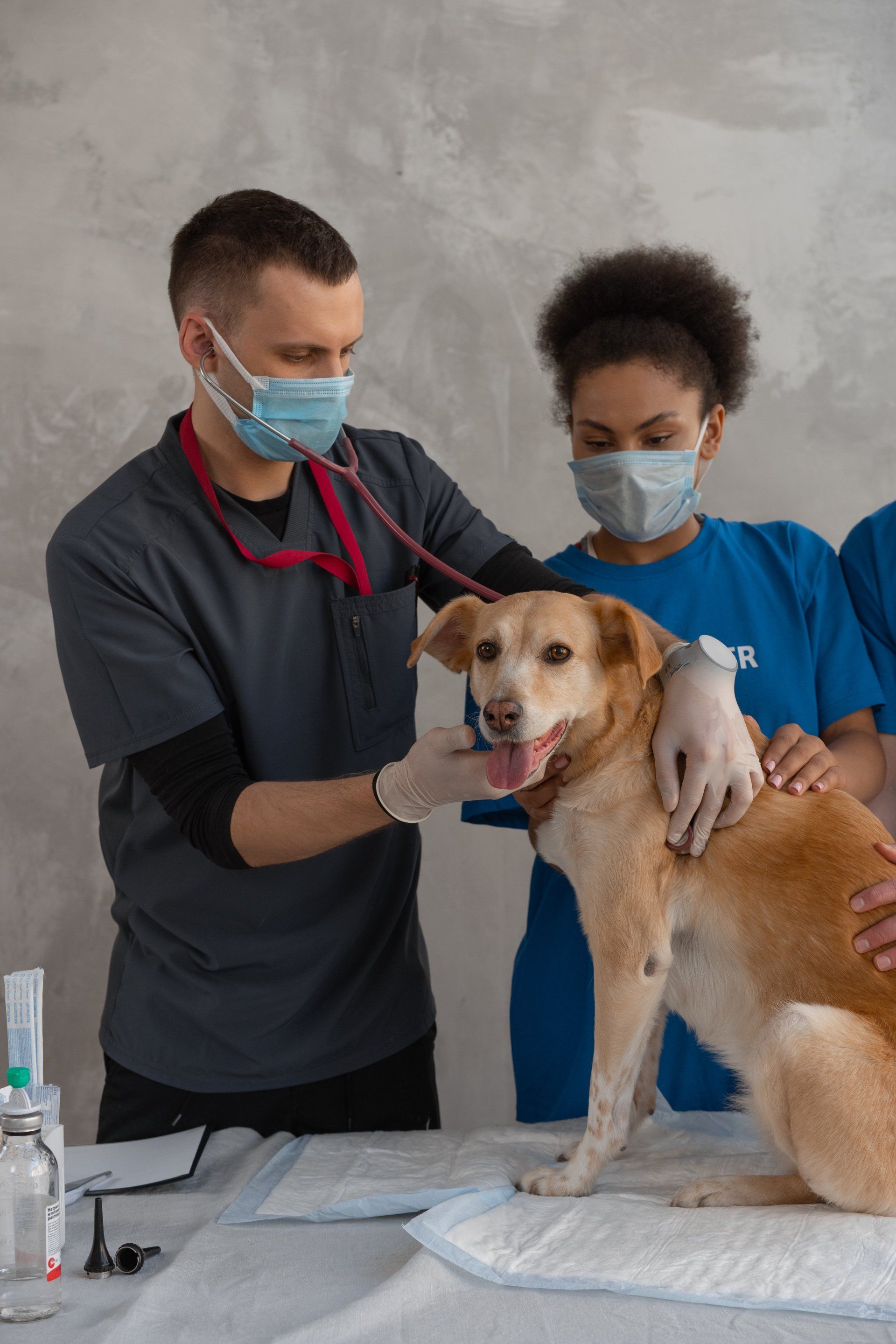xray badges service for veterinarians